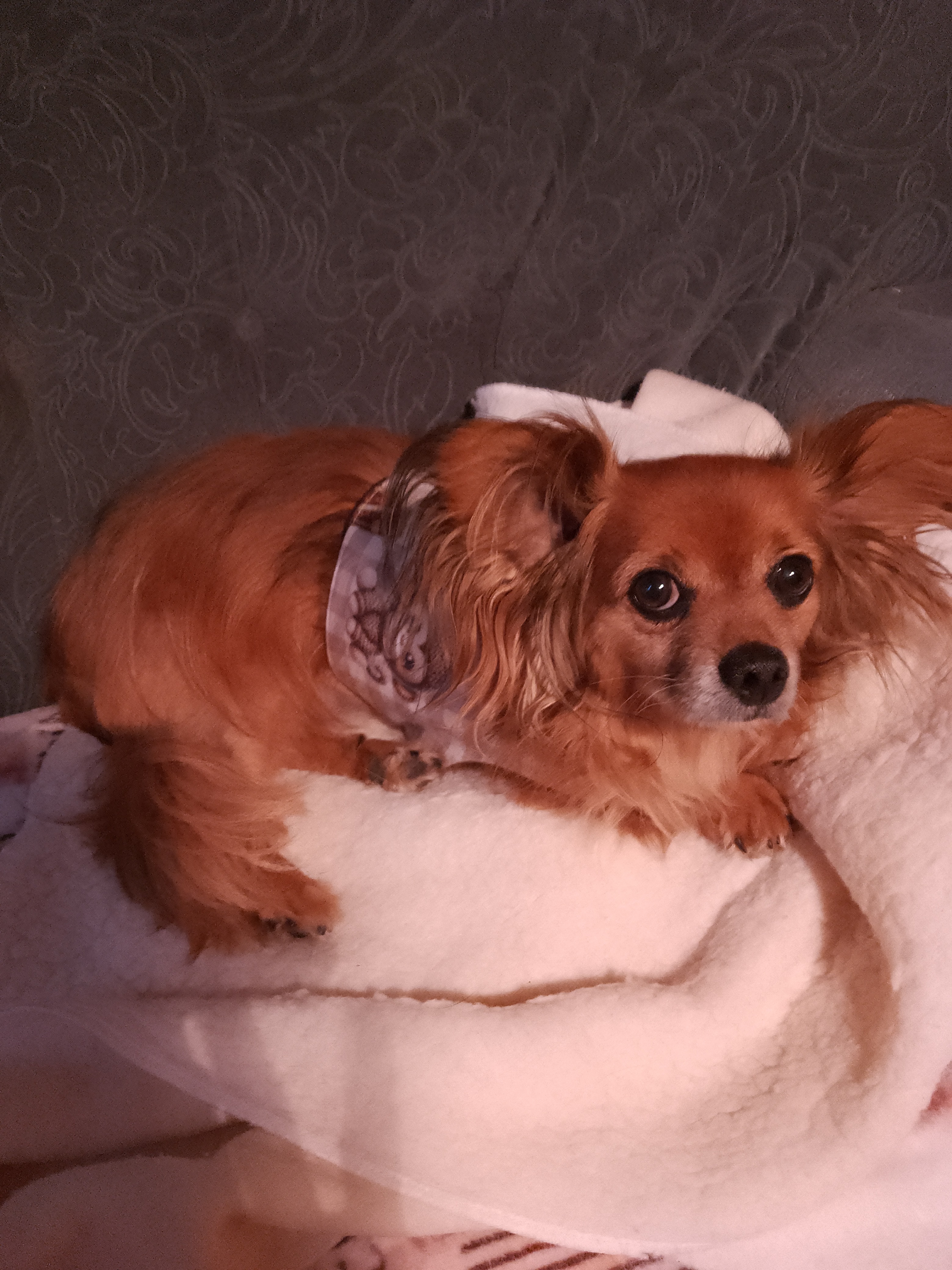 Help Three Legged  Dog  to Have the Surgery he  Needs campaign photo, 4 of 5
