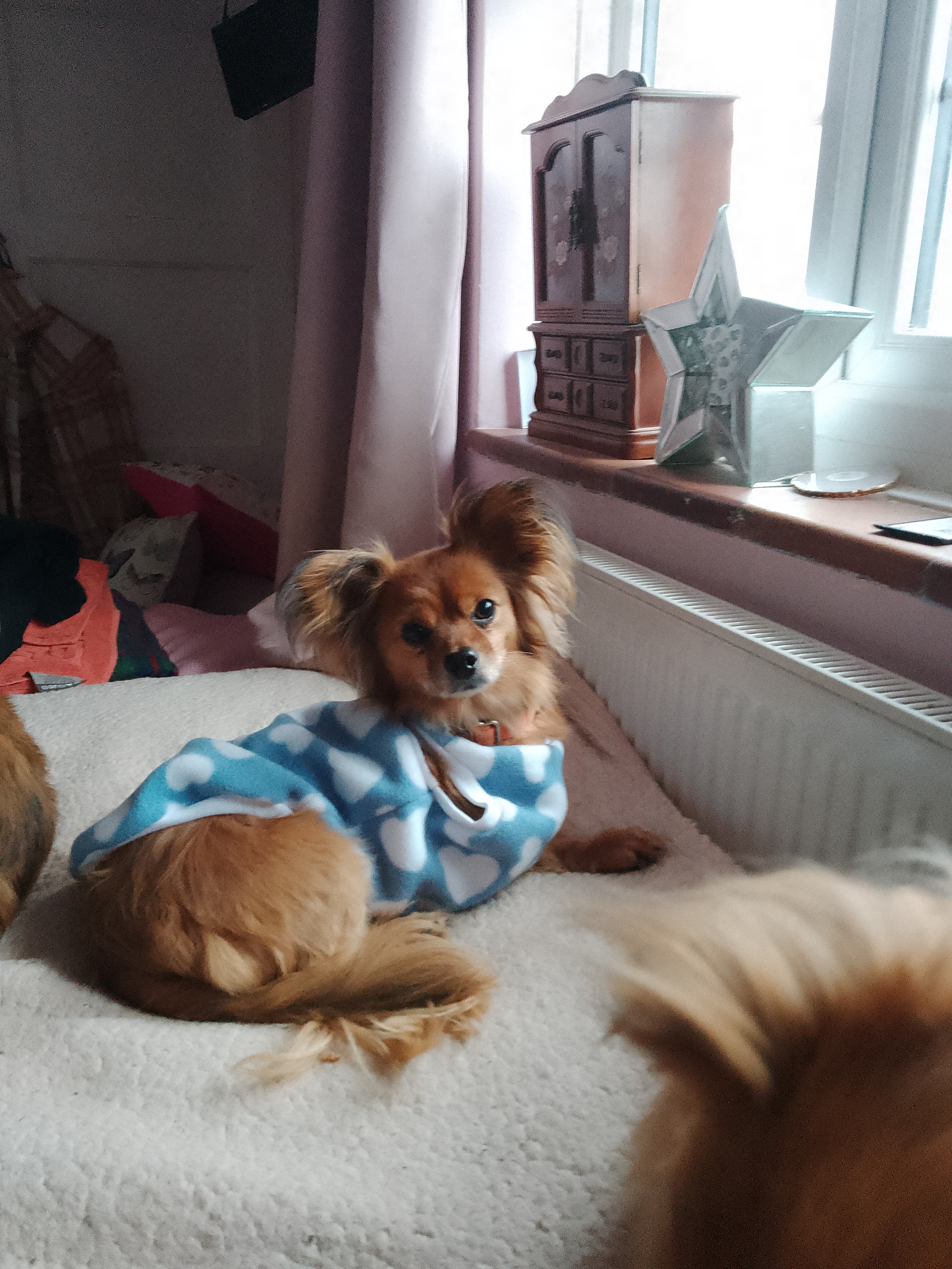 Help Three Legged  Dog  to Have the Surgery he  Needs campaign photo, 2 of 5