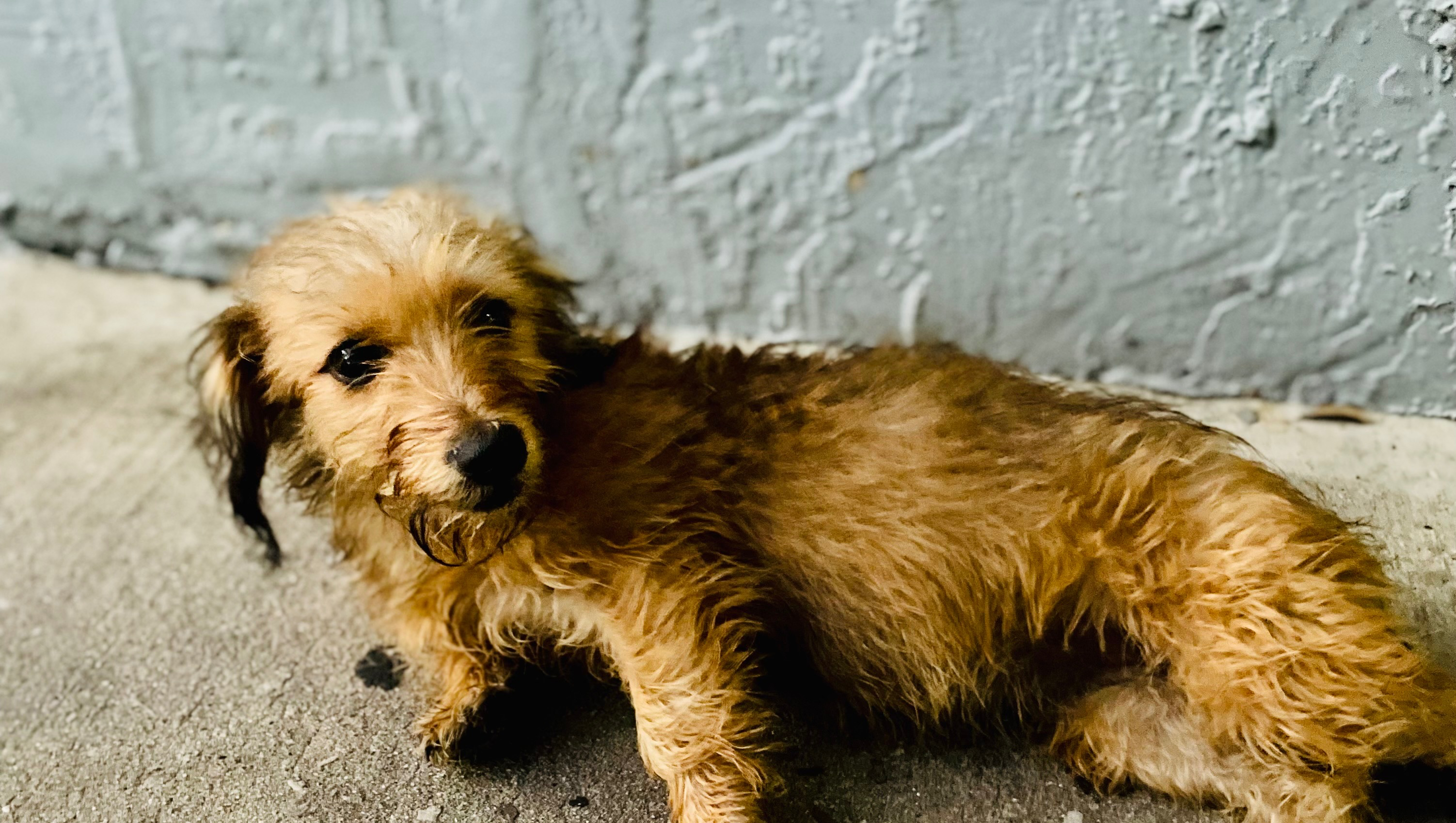 Support Wilna's Journey to Healing with a New Puppy photo
