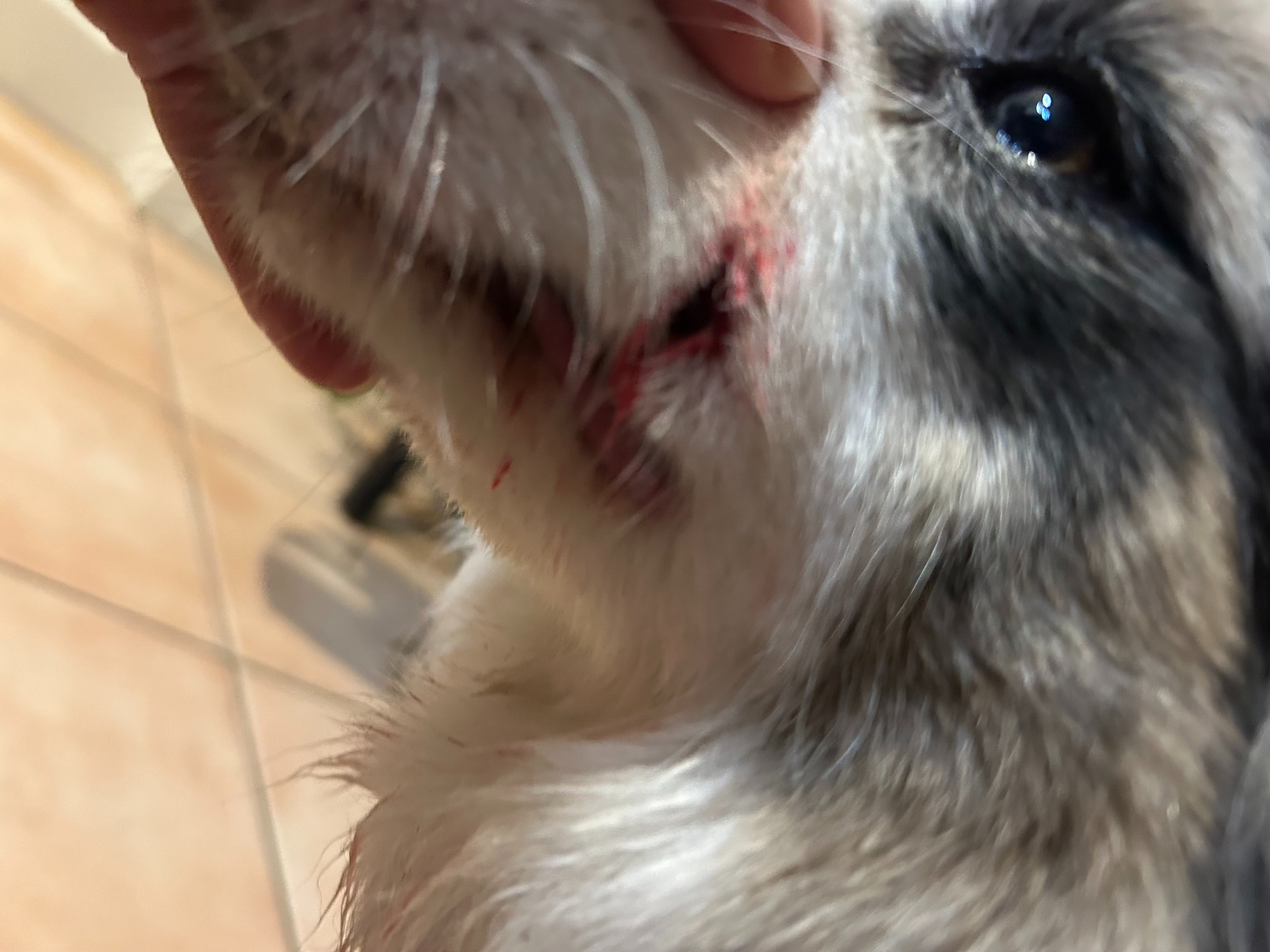 Border Collie in need for Emergency Surgery campaign photo, 6 of 7