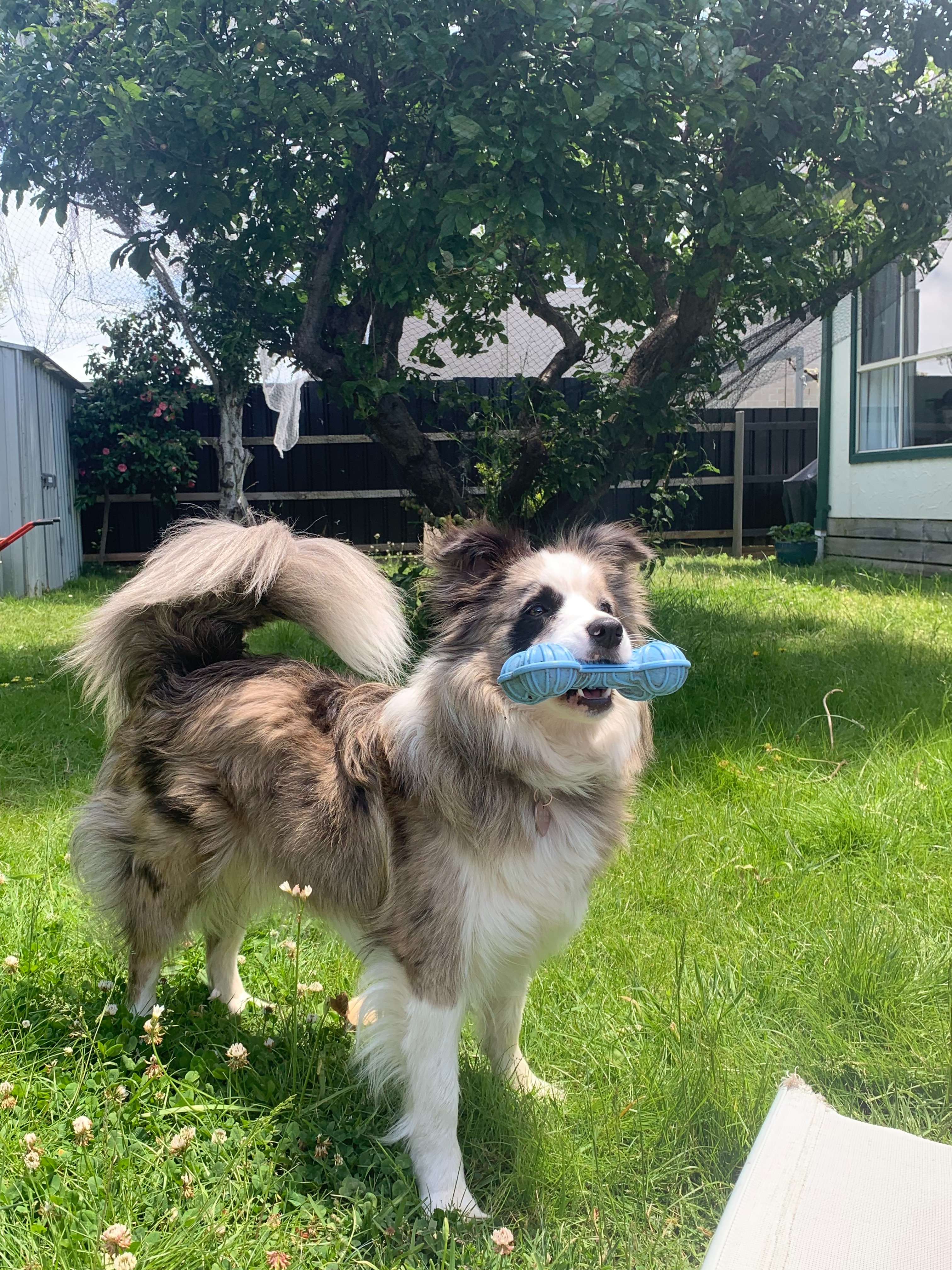 Border Collie in need for Emergency Surgery campaign photo, 2 of 7
