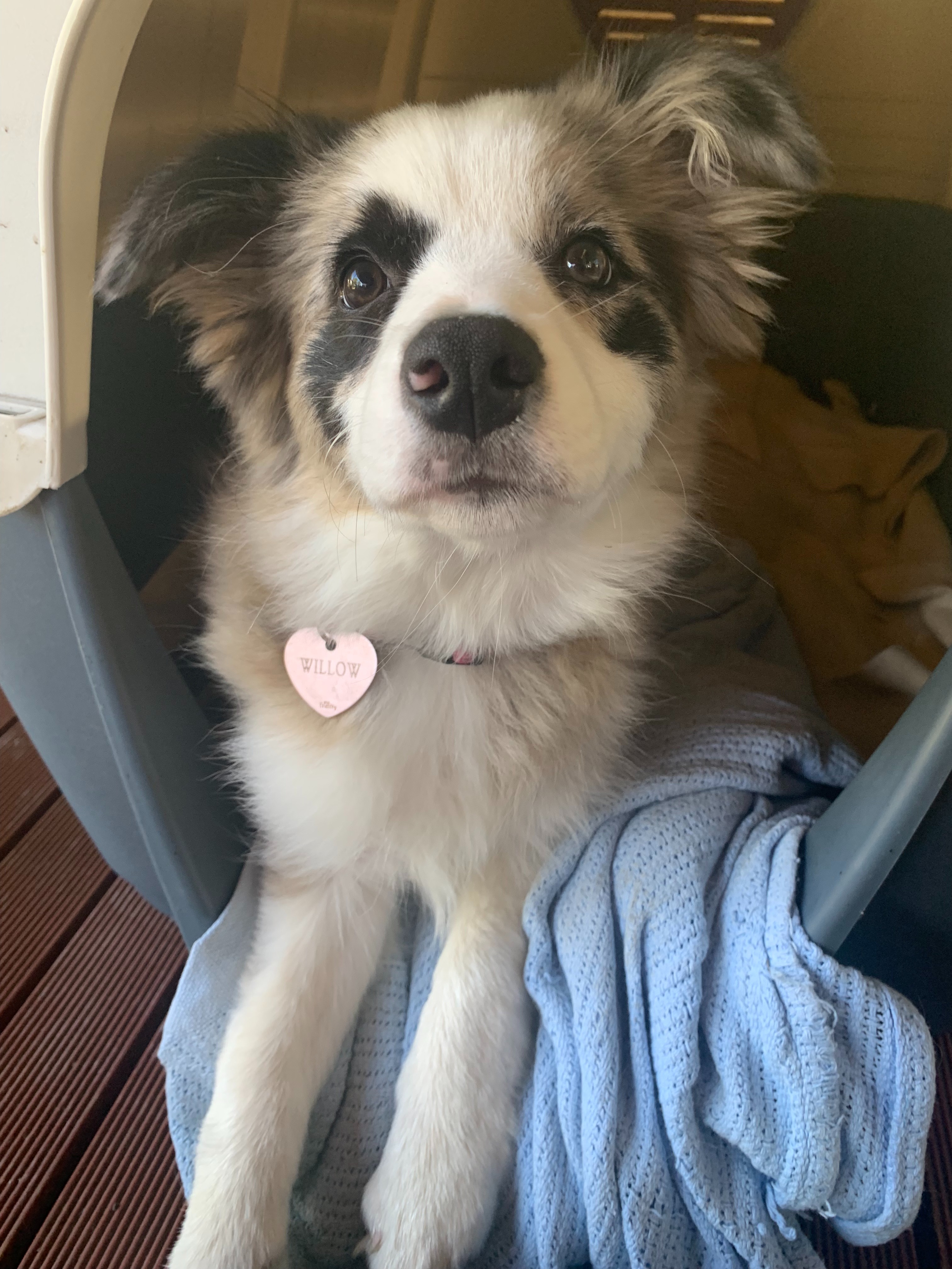 Border Collie in need for Emergency Surgery campaign photo, 4 of 7