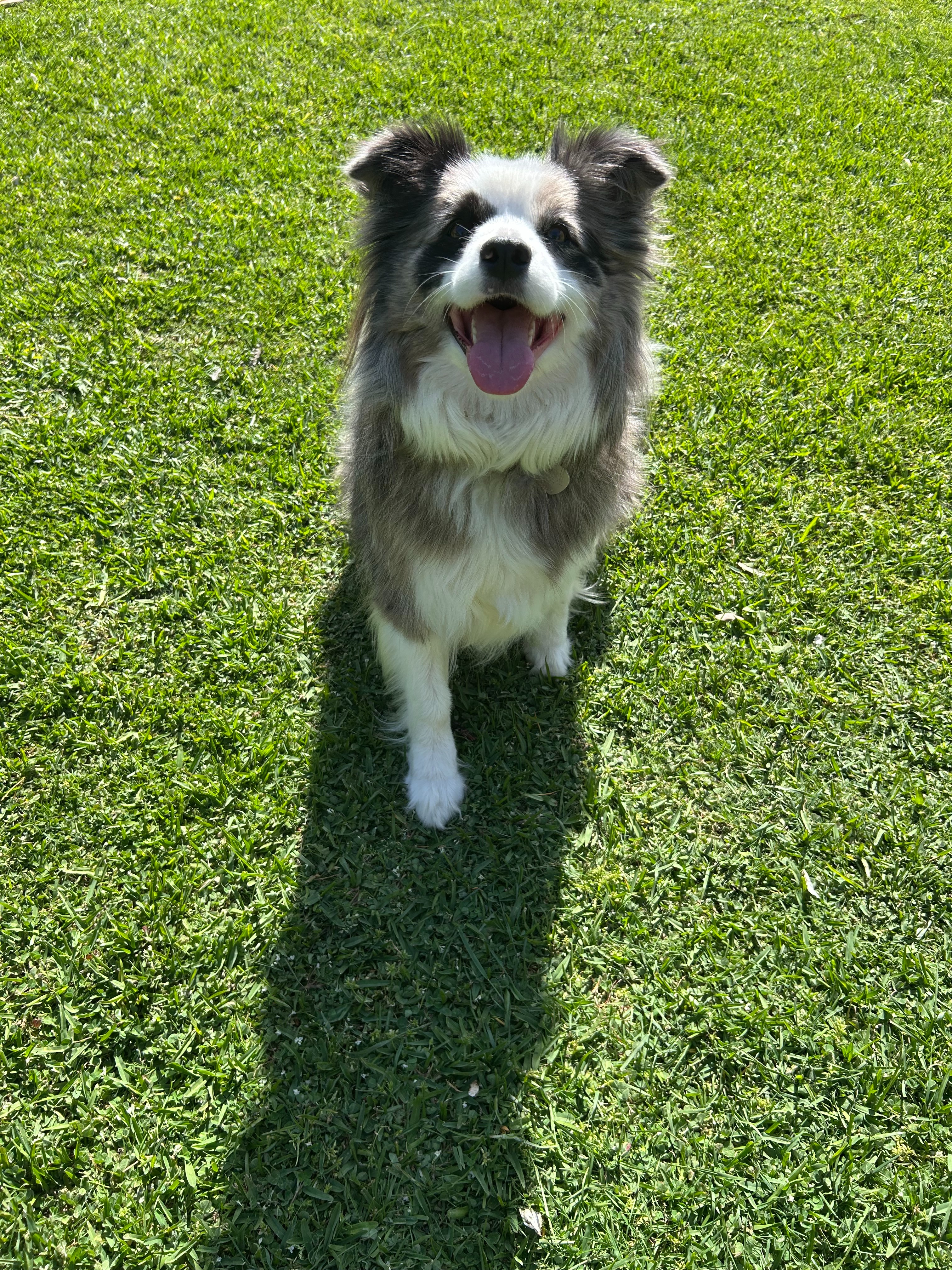 Border Collie in need for Emergency Surgery campaign photo, 5 of 7