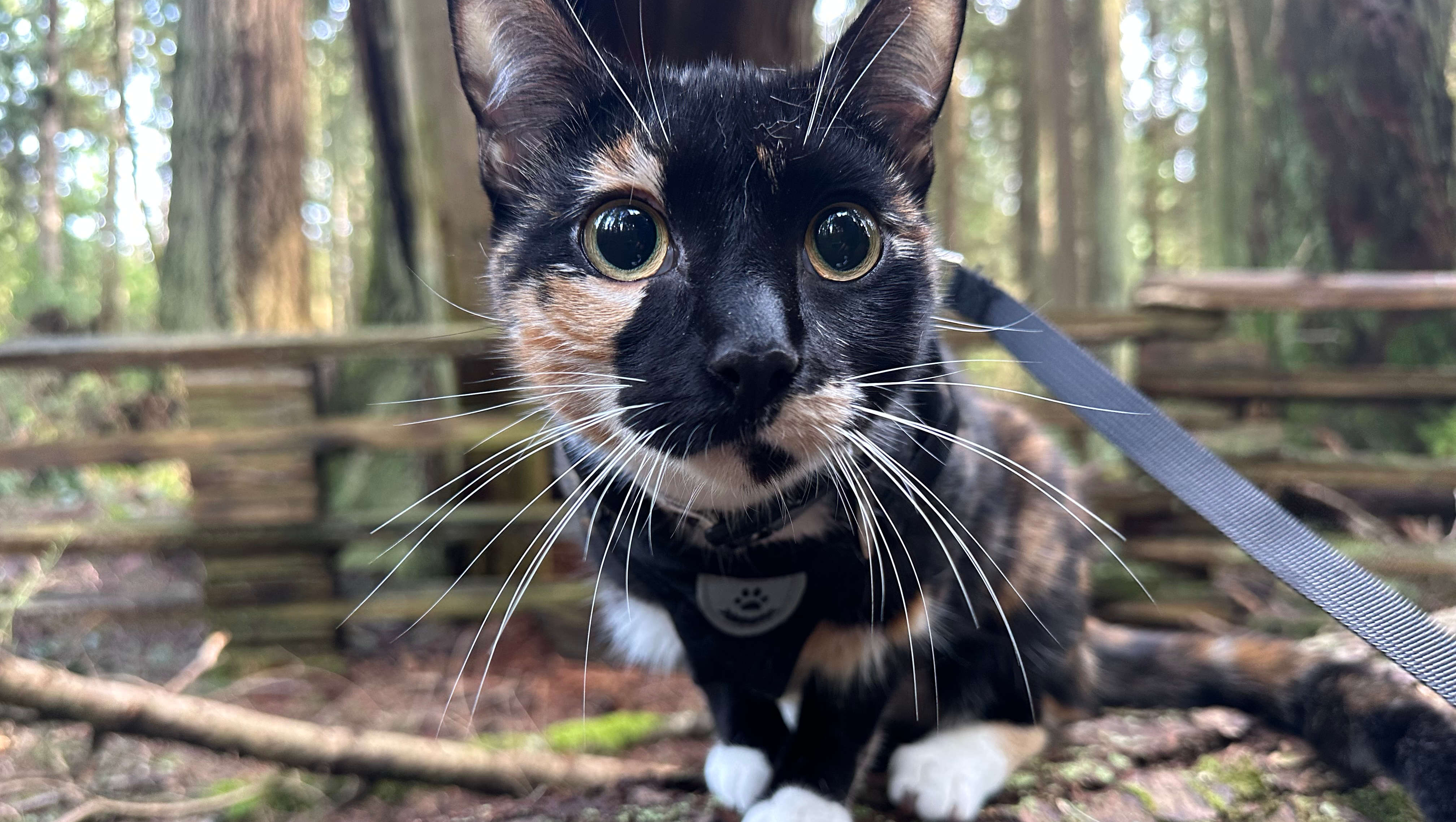Please Help Save Nala After a Terrible Attack photo