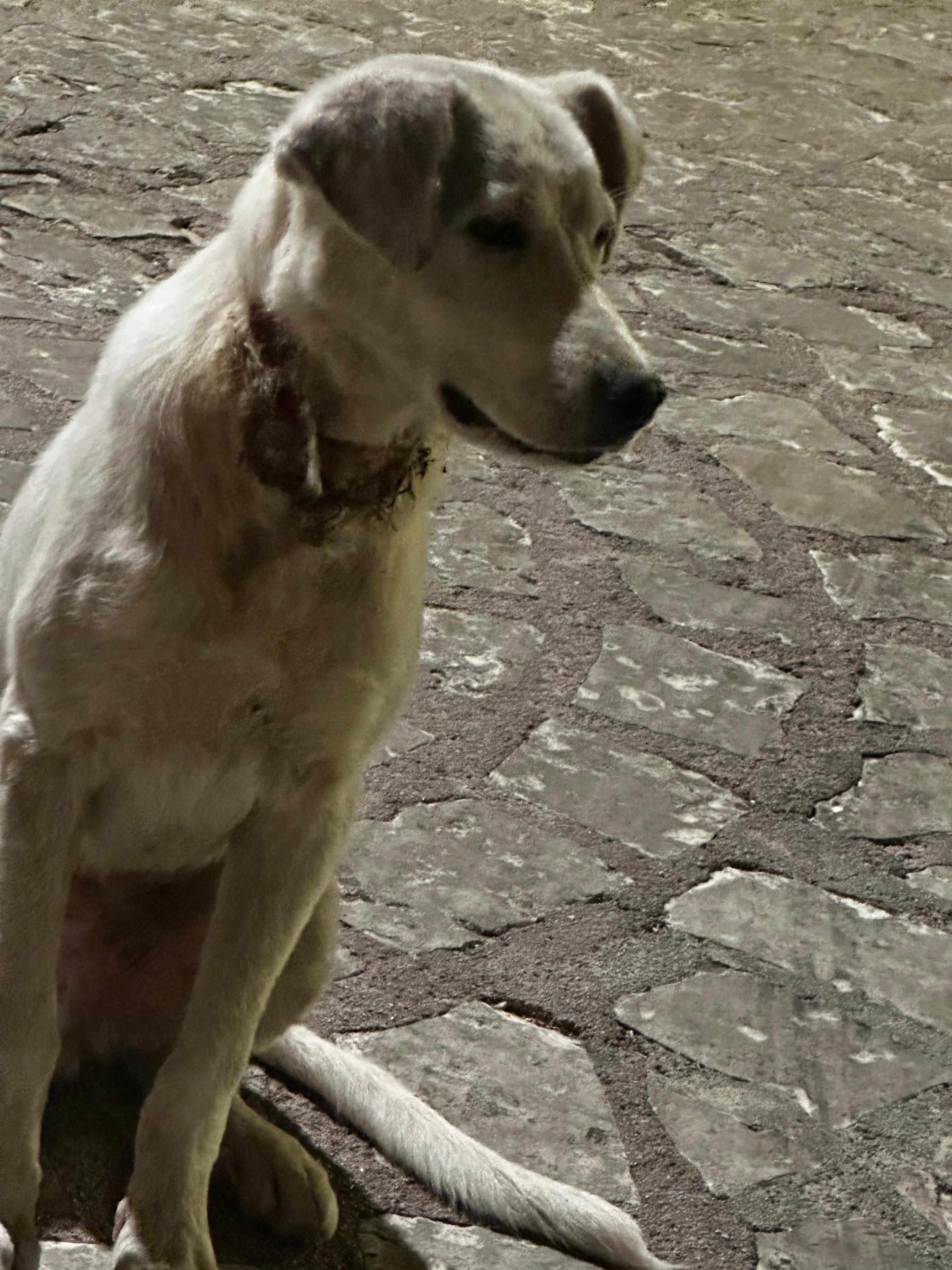 Rachele's Mission: Heal and Save a Sweet Dog campaign photo, 2 of 7