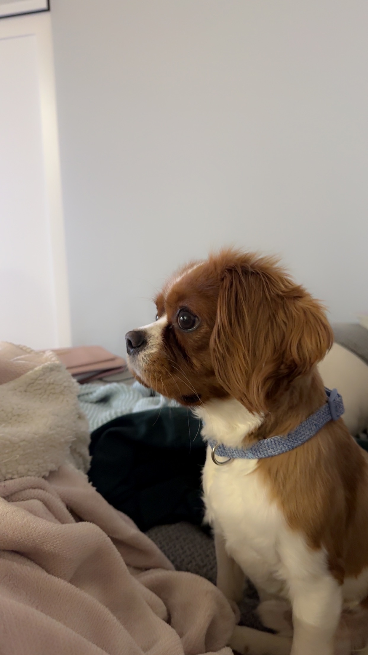 Ralph stay with mum and move to The Netherlands campaign photo, 2 of 8