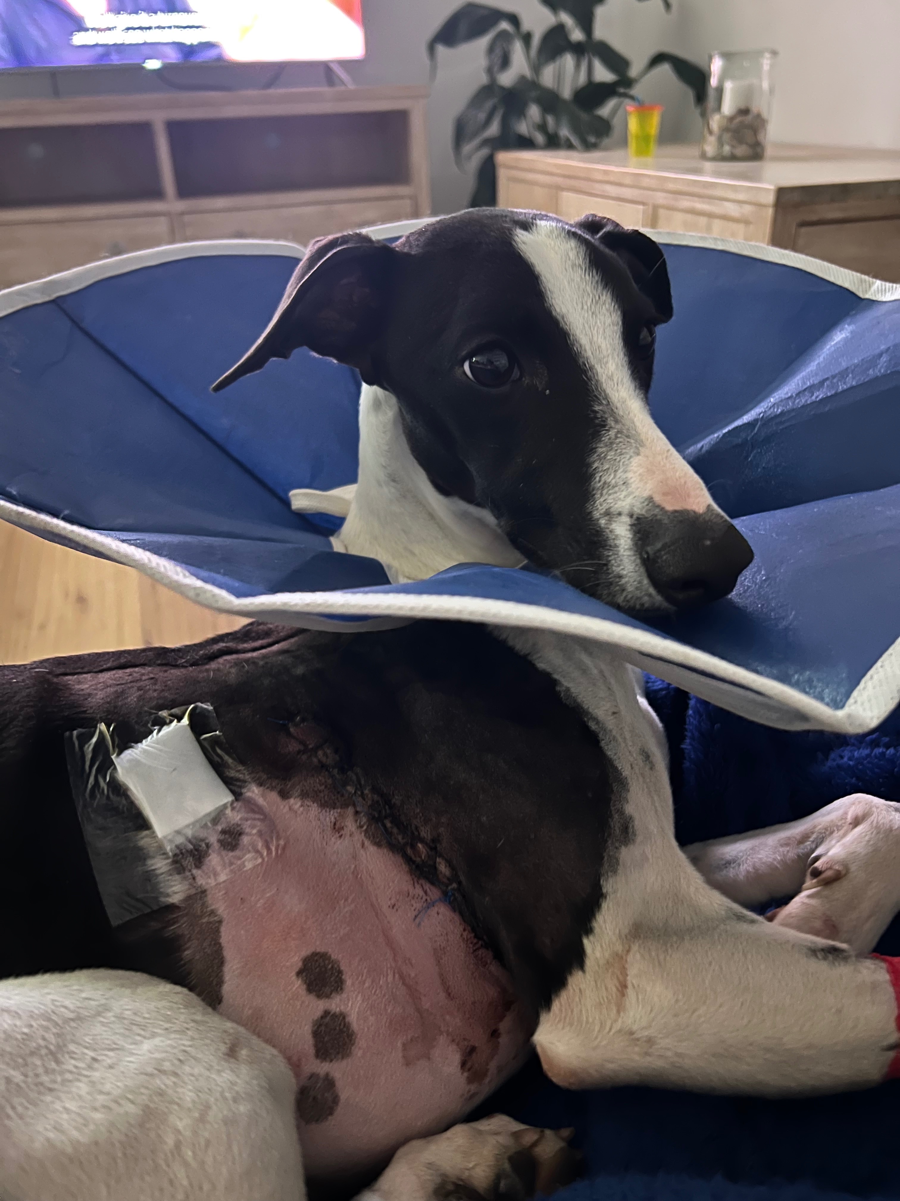 Walter the whippet with his vet fees campaign photo, 2 of 4