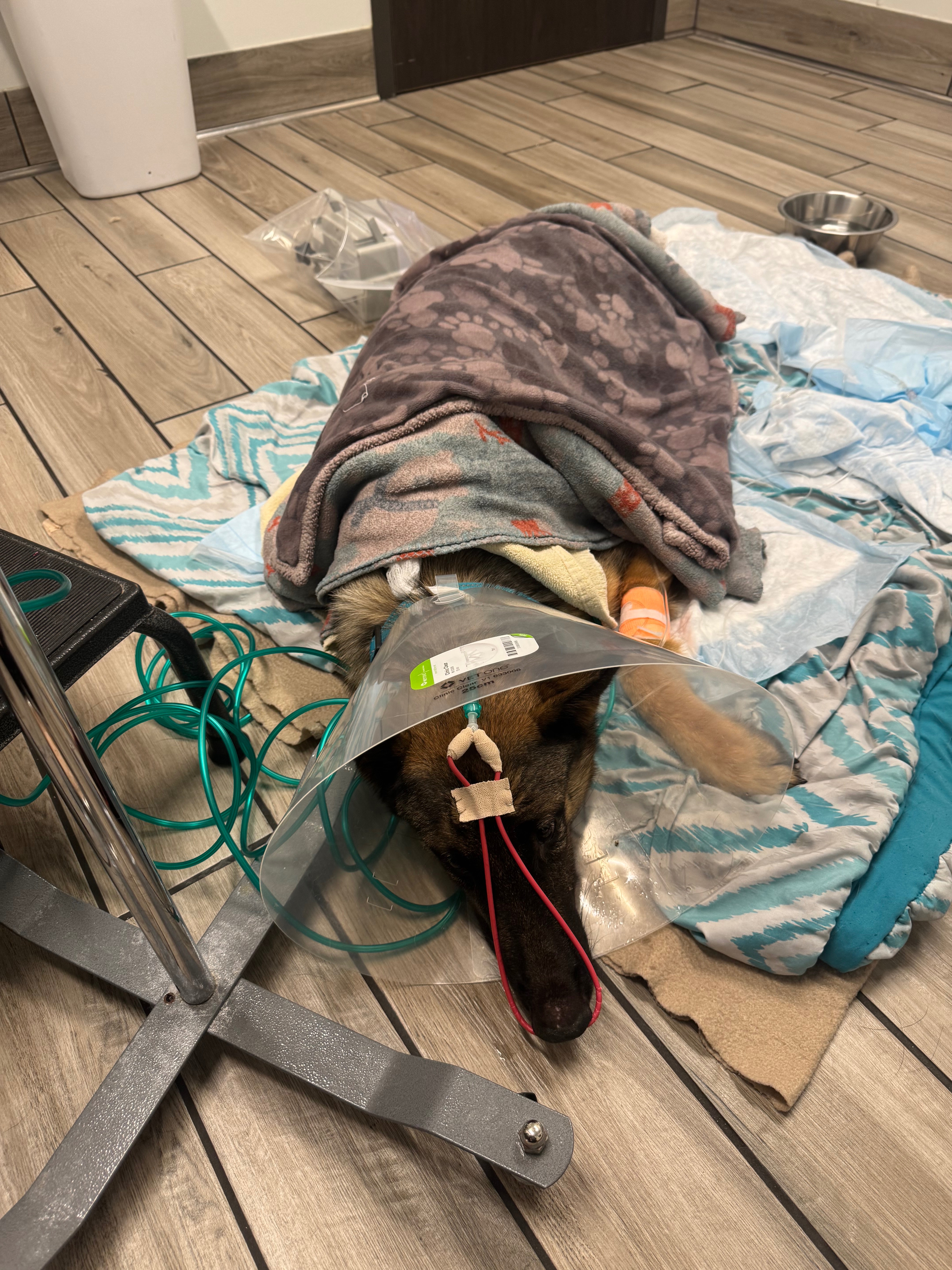Support Brigid's Emergency Medical Care campaign photo, 5 of 6