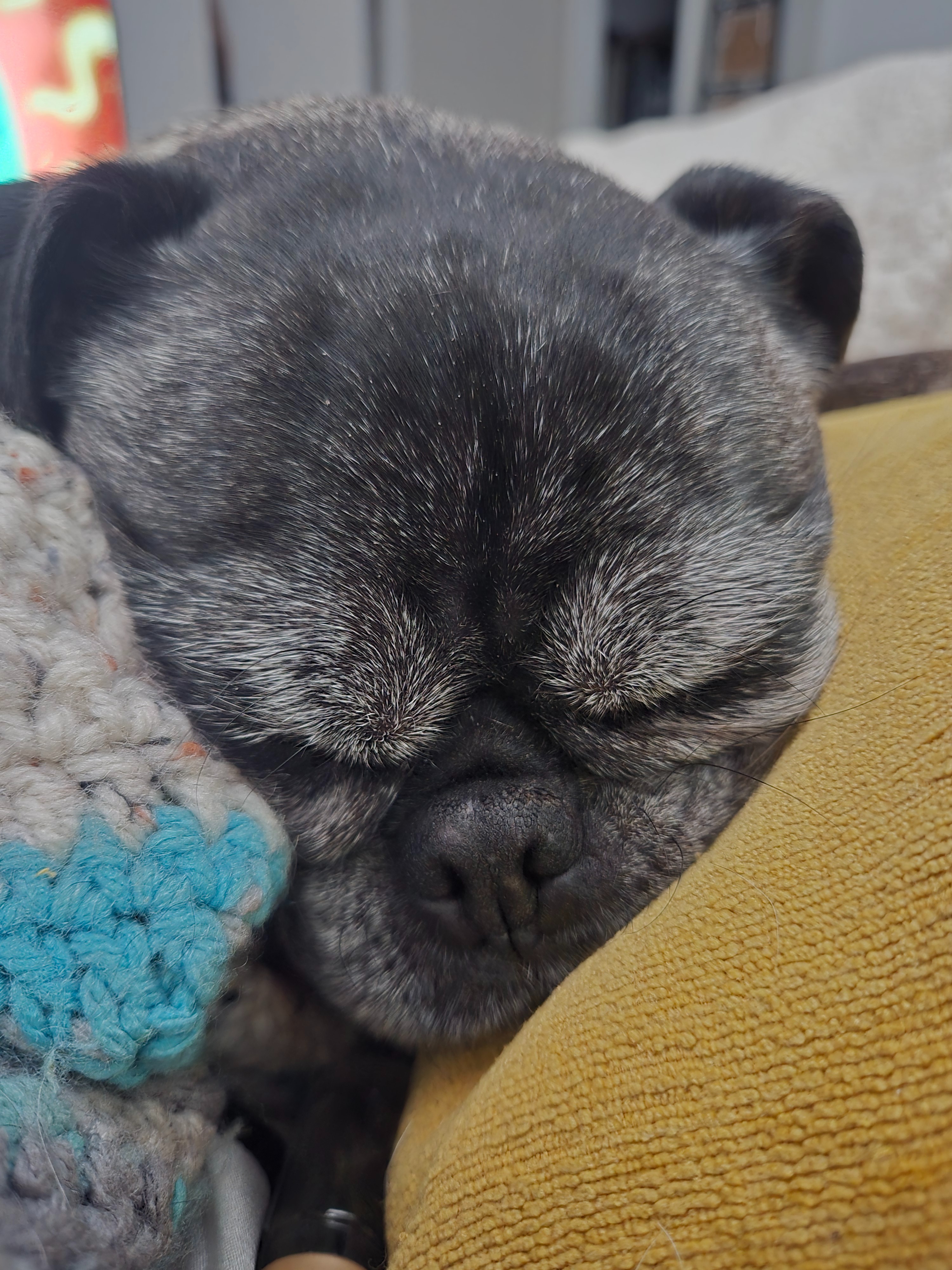 Help Luna Beat Cancer: Full Vulvaectomy Needed. campaign photo, 7 of 8