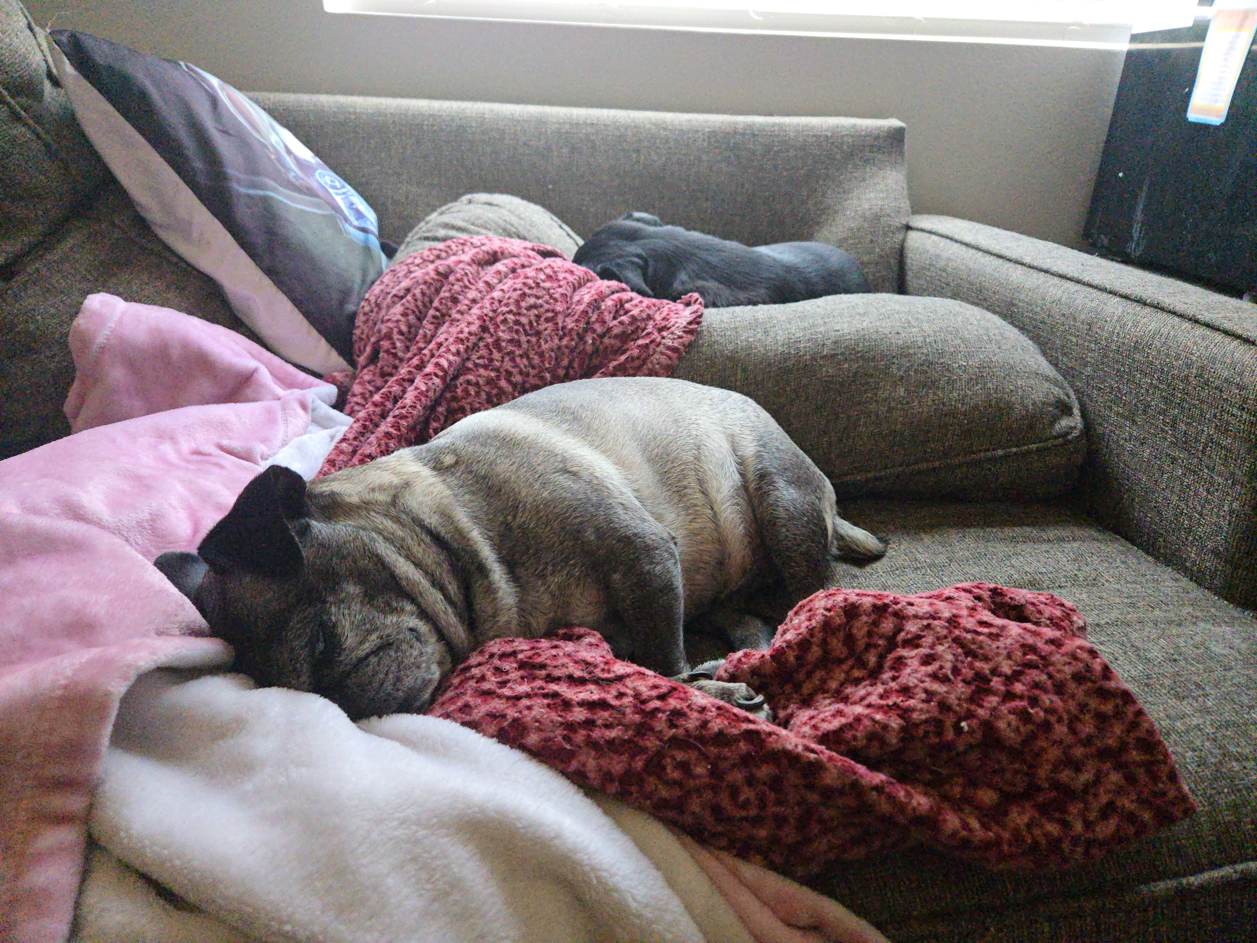 Help Luna Beat Cancer: Full Vulvaectomy Needed. campaign photo, 2 of 8