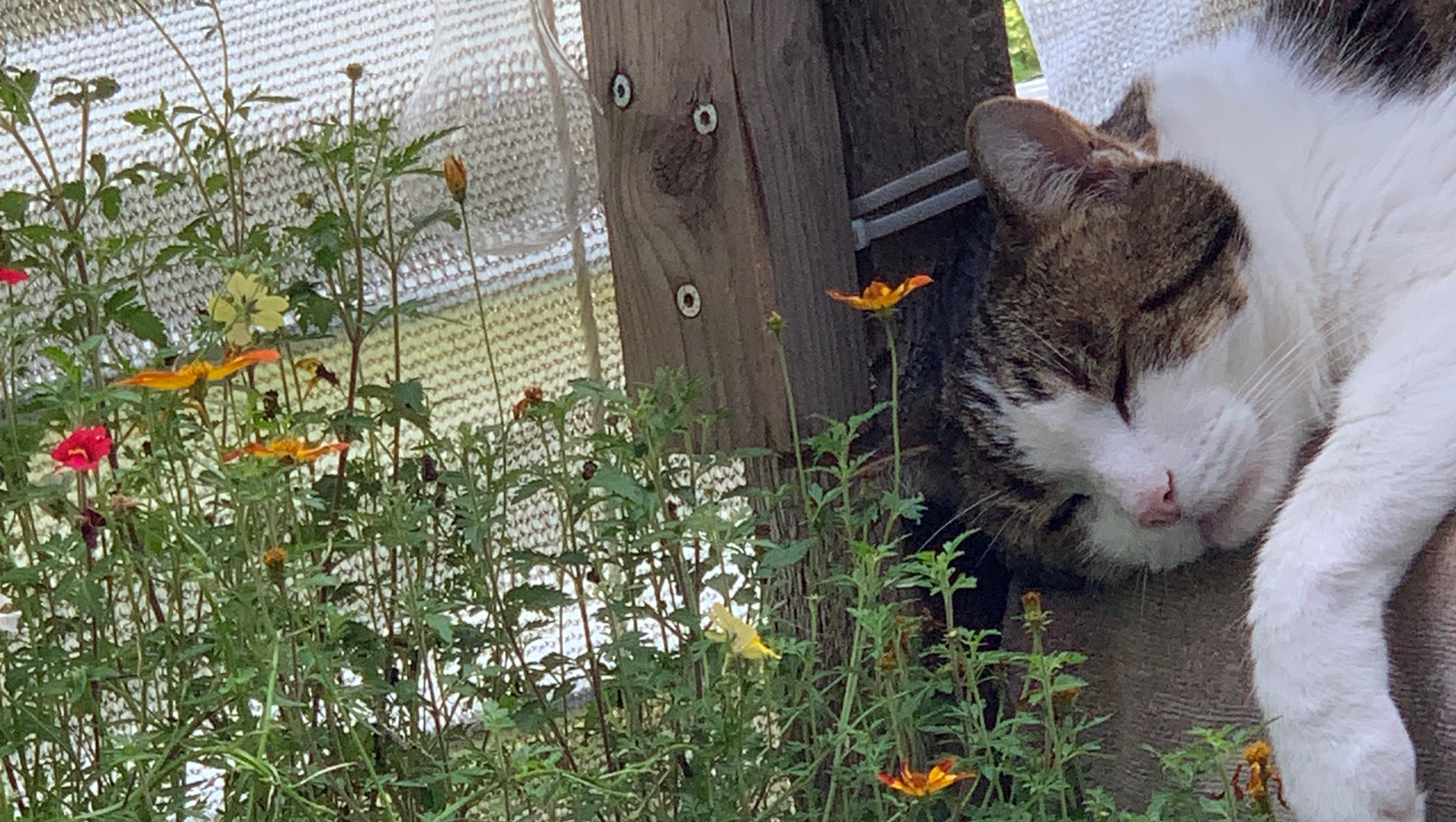 Spende für meine Katzen  !! photo