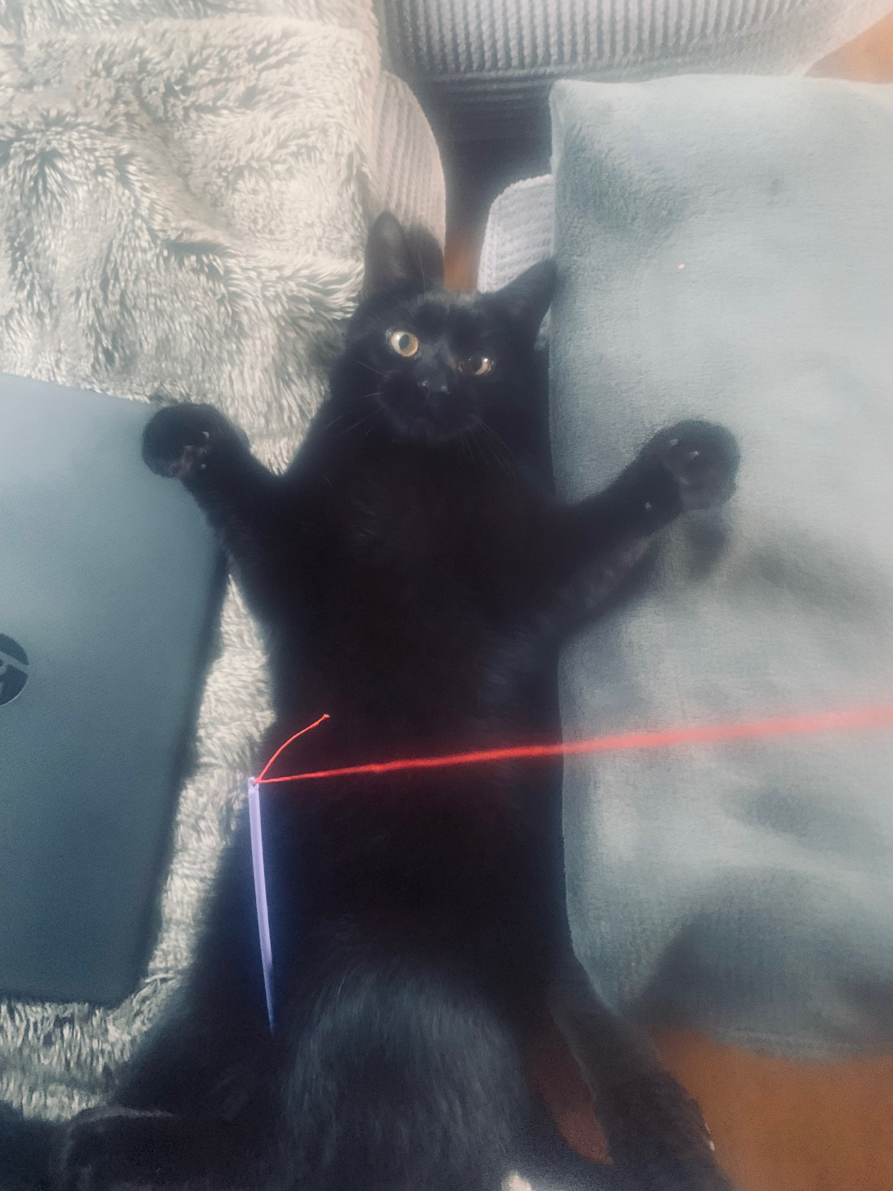 Hip surgery for my cat Lemmy campaign photo, 2 of 4