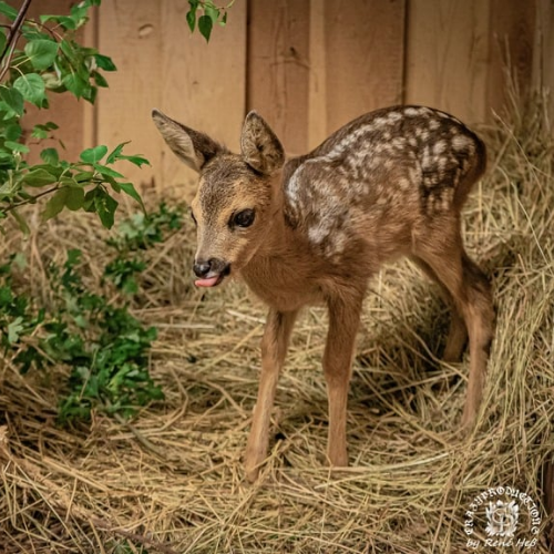 Unterstützt die Wildtiere - wir brauchen eure Hilfe! campaign photo, 7 of 8