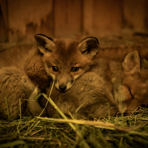 Unterstützt die Wildtiere - wir brauchen eure Hilfe! campaign photo, 4 of 8