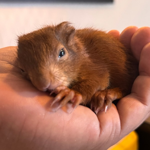 Unterstützt die Wildtiere - wir brauchen eure Hilfe! campaign photo, 2 of 8