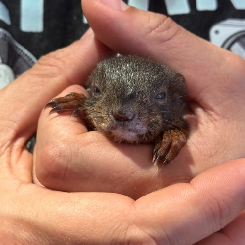 Unterstützt die Wildtiere - wir brauchen eure Hilfe! campaign photo, 5 of 8