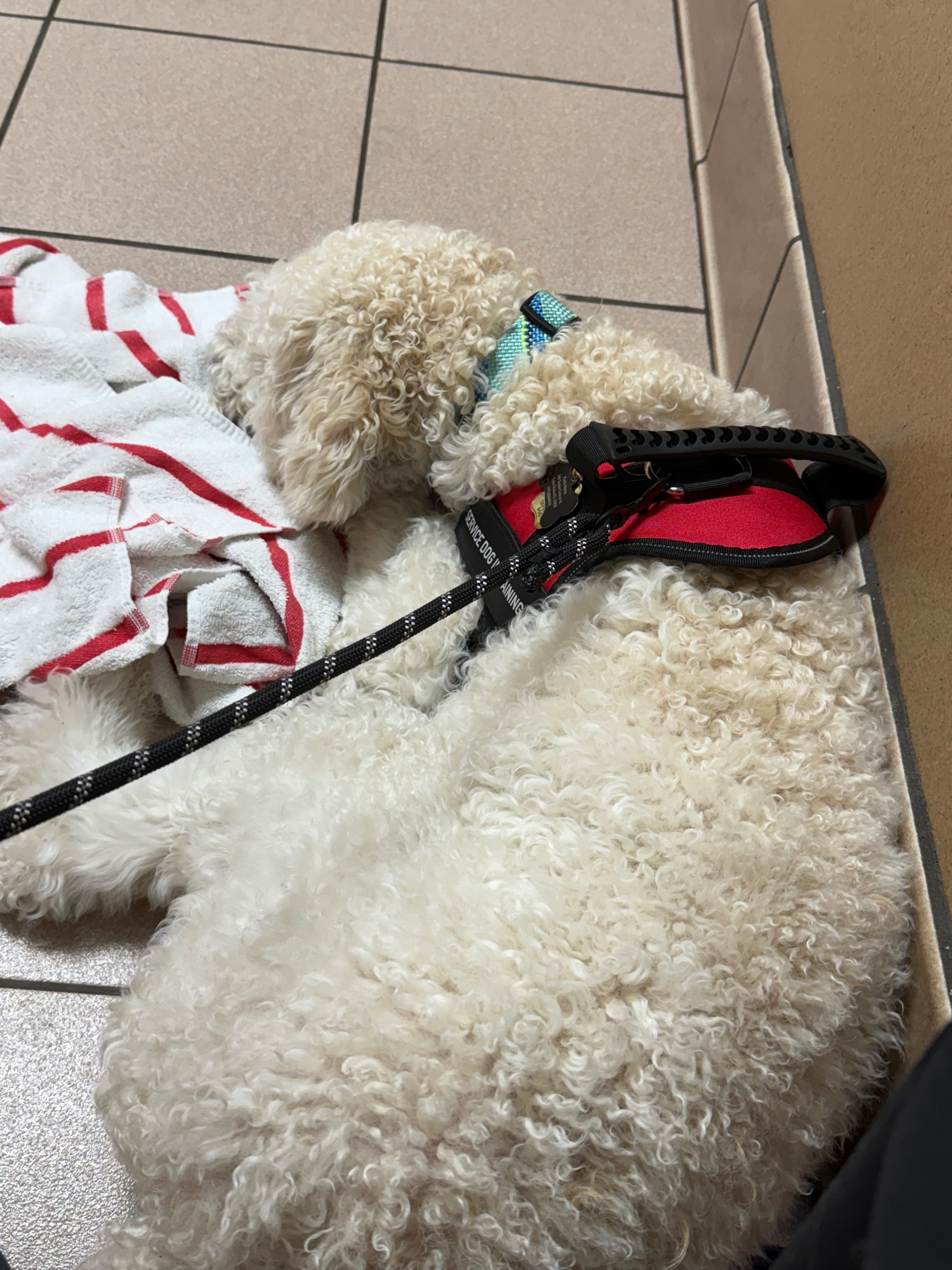 Help Krypto Get Life-Saving Surgery campaign photo, 5 of 6