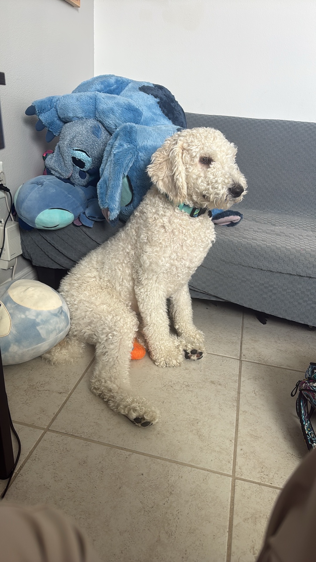 Help Krypto Get Life-Saving Surgery campaign photo, 2 of 6