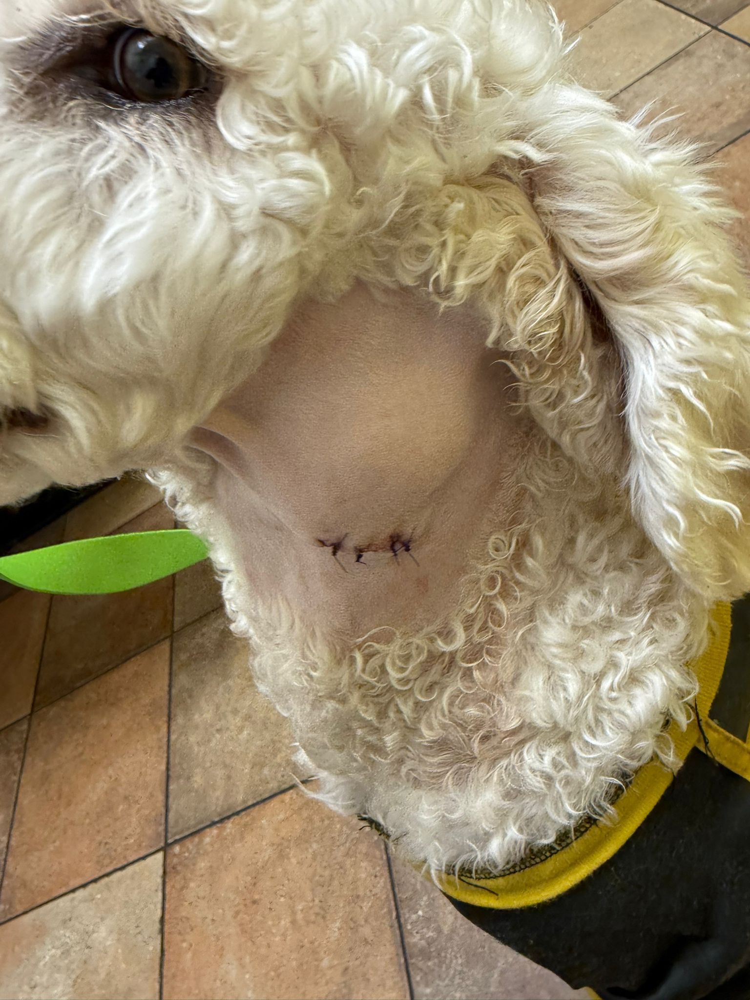 Help Krypto Get Life-Saving Surgery campaign photo, 4 of 6