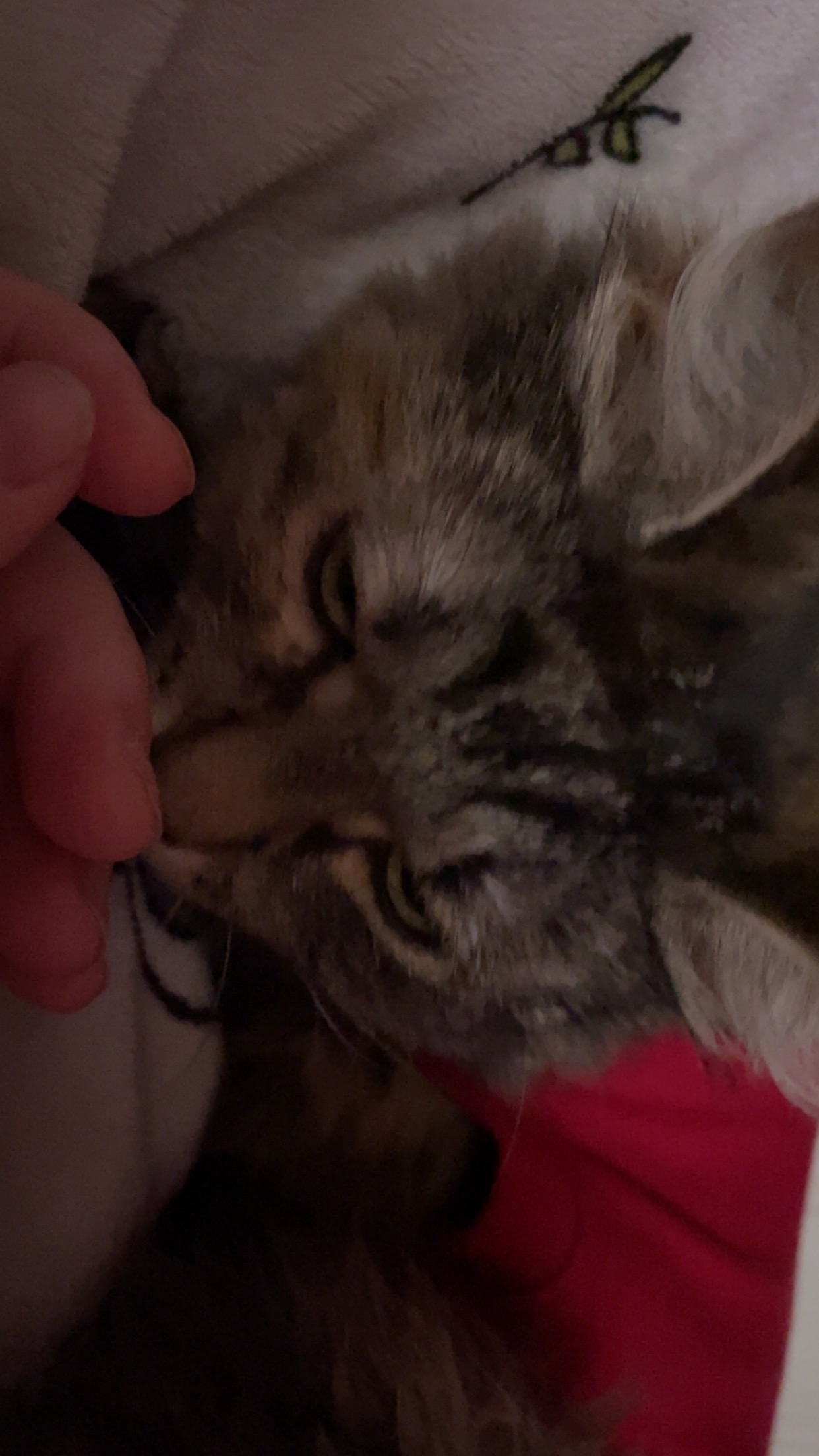 Donate to help pay for Misty’s surgery campaign photo, 7 of 8