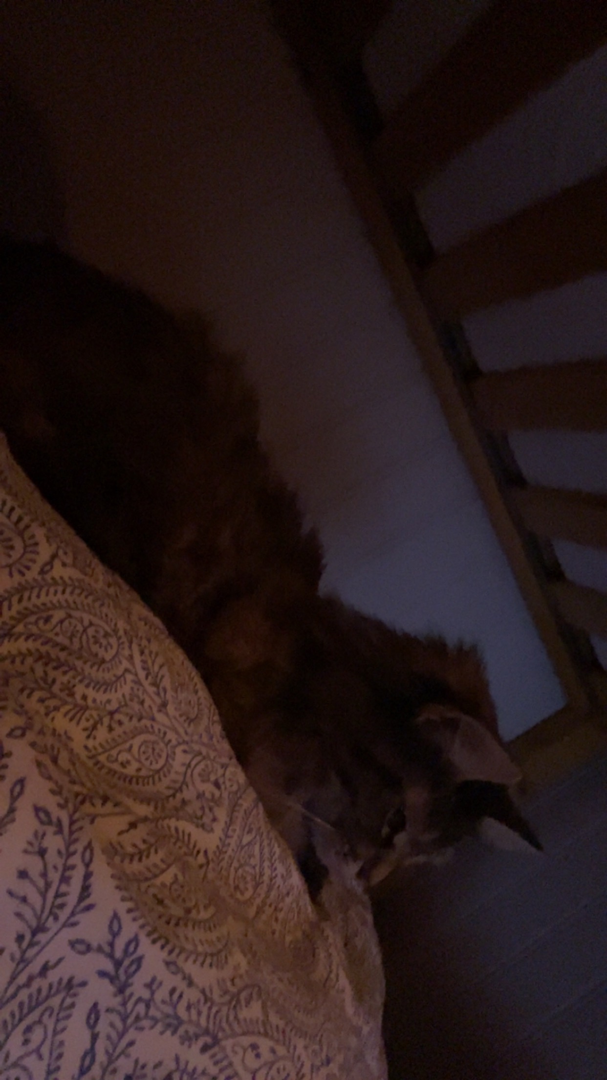 Donate to help pay for Misty’s surgery campaign photo, 2 of 8