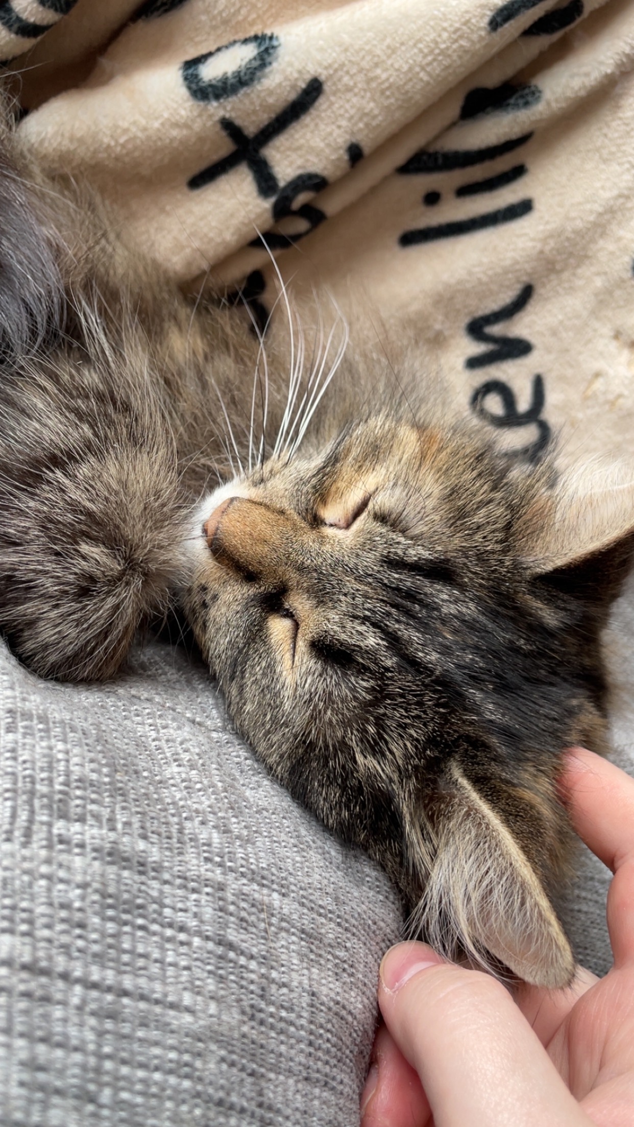 Donate to help pay for Misty’s surgery campaign photo, 4 of 8
