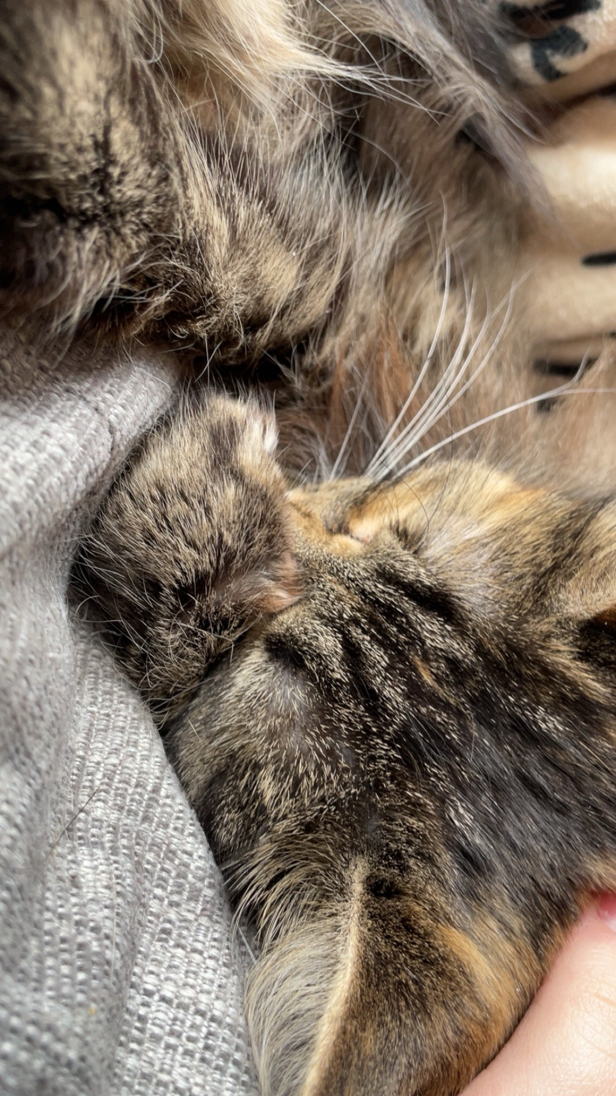 Donate to help pay for Misty’s surgery campaign photo, 5 of 8