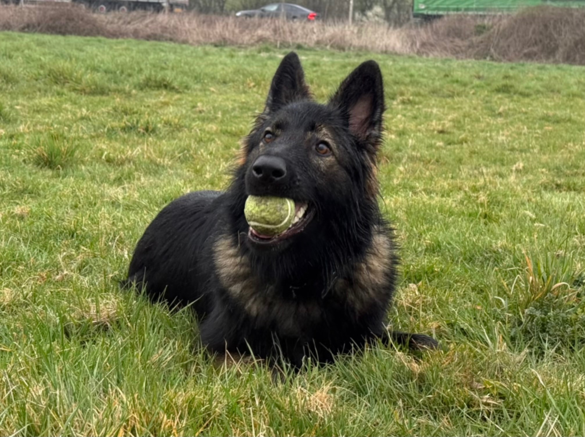 Help Save Kiara – Pup Needs Life Saving Surgery campaign photo, 7 of 8