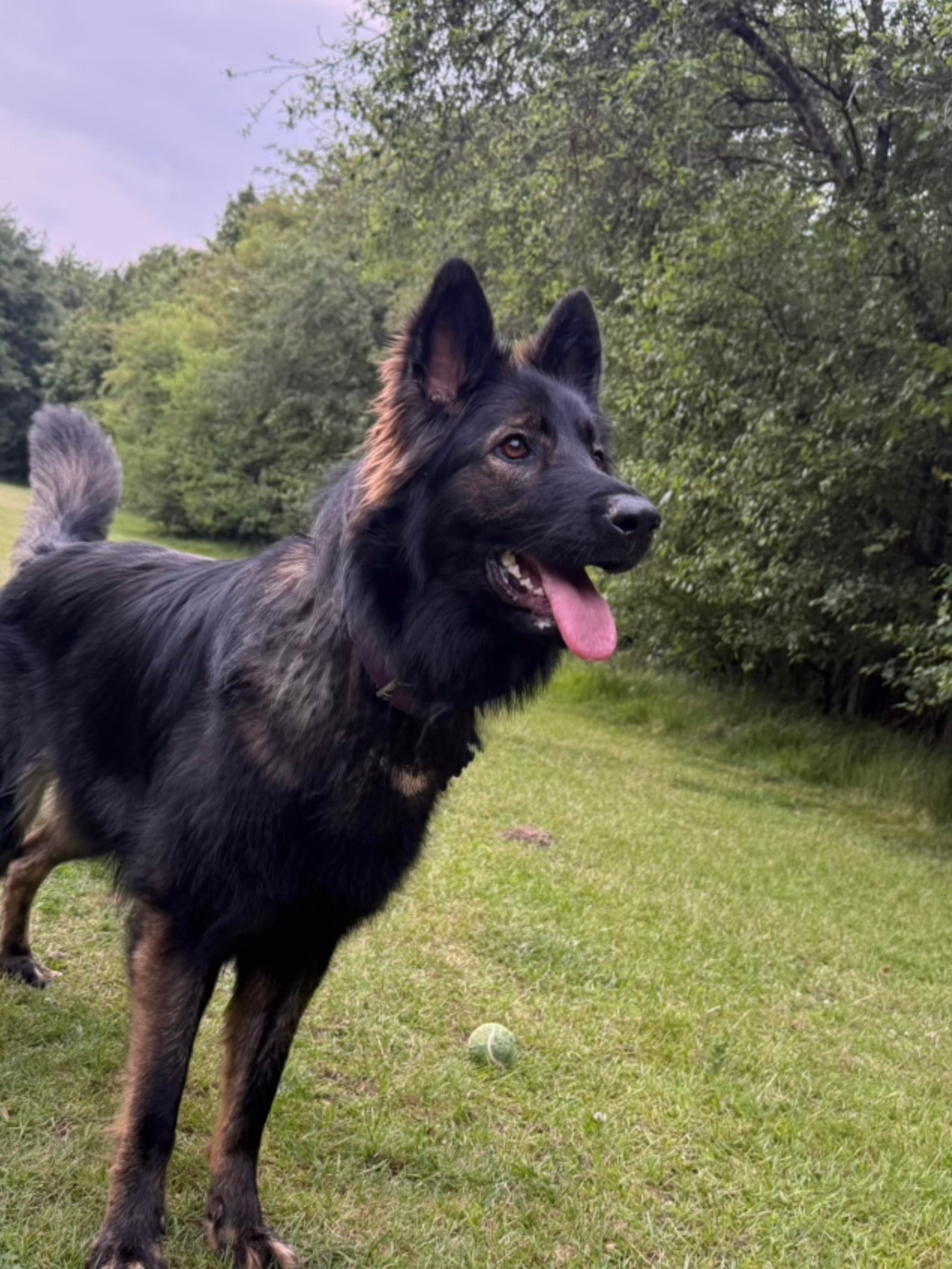 Help Save Kiara – Pup Needs Life Saving Surgery campaign photo, 2 of 8