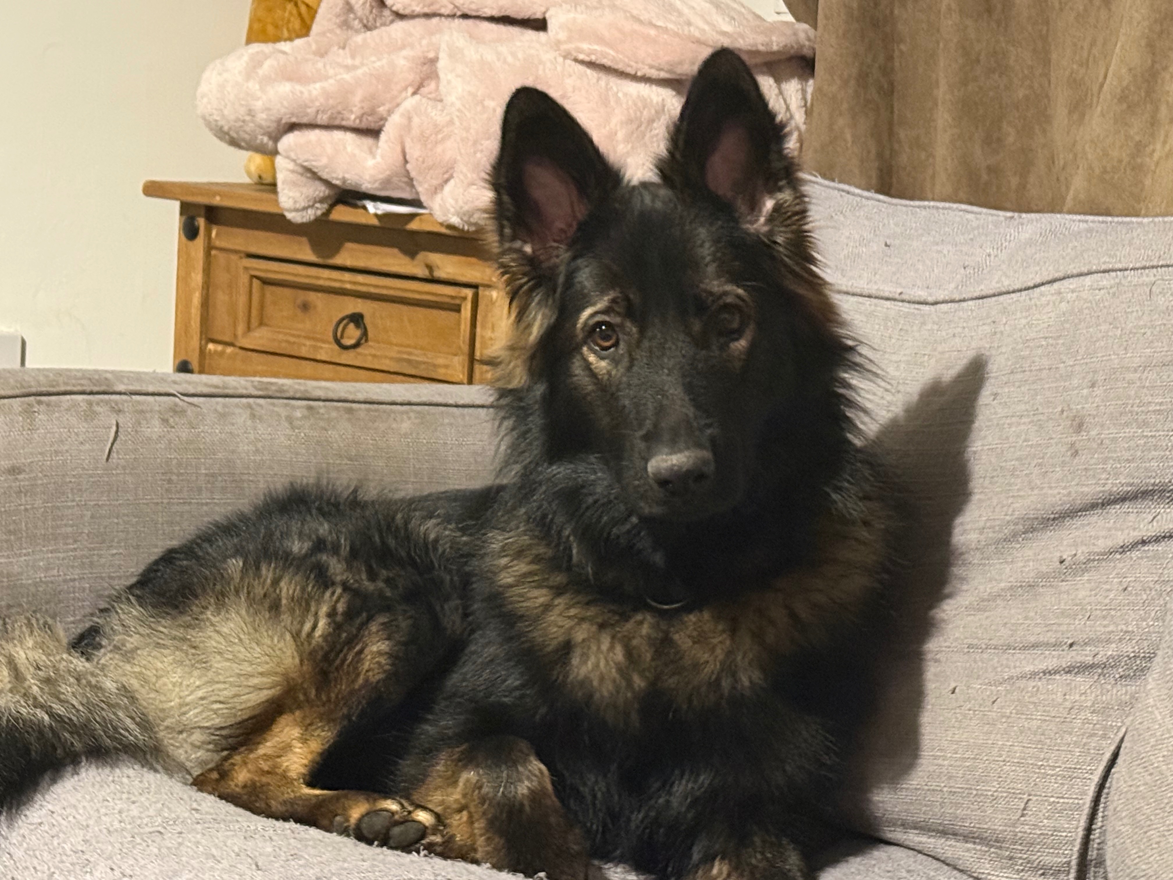 Help Save Kiara – Pup Needs Life Saving Surgery campaign photo, 5 of 8