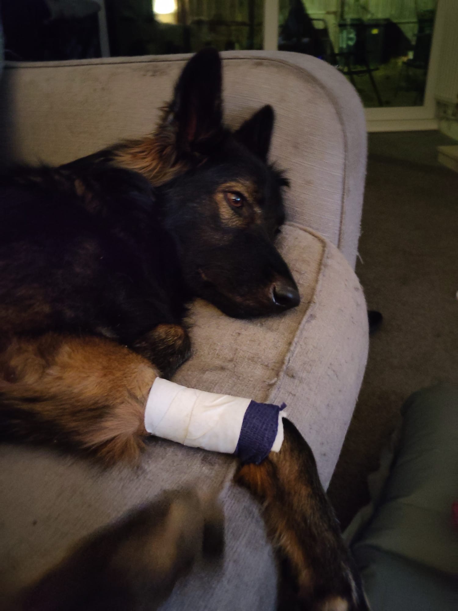 Help Save Kiara – Pup Needs Life Saving Surgery campaign photo, 6 of 8