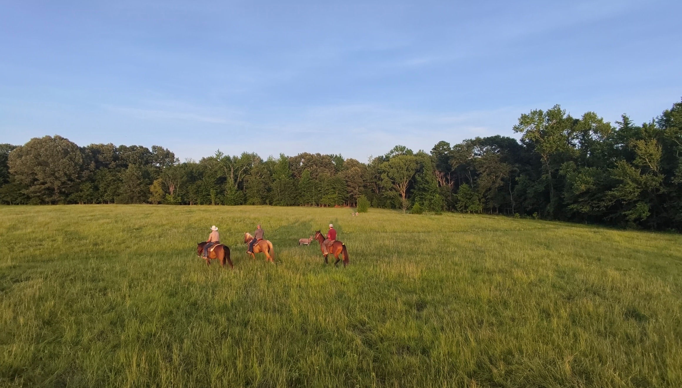 Texas Made Horse Rescue: Save Horses from Neglect & Abuse campaign photo, 2 of 4