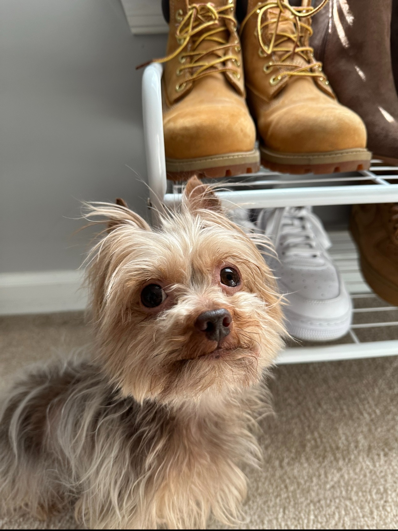 Help Twix Get Urgent Dental Surgery campaign photo, 6 of 7