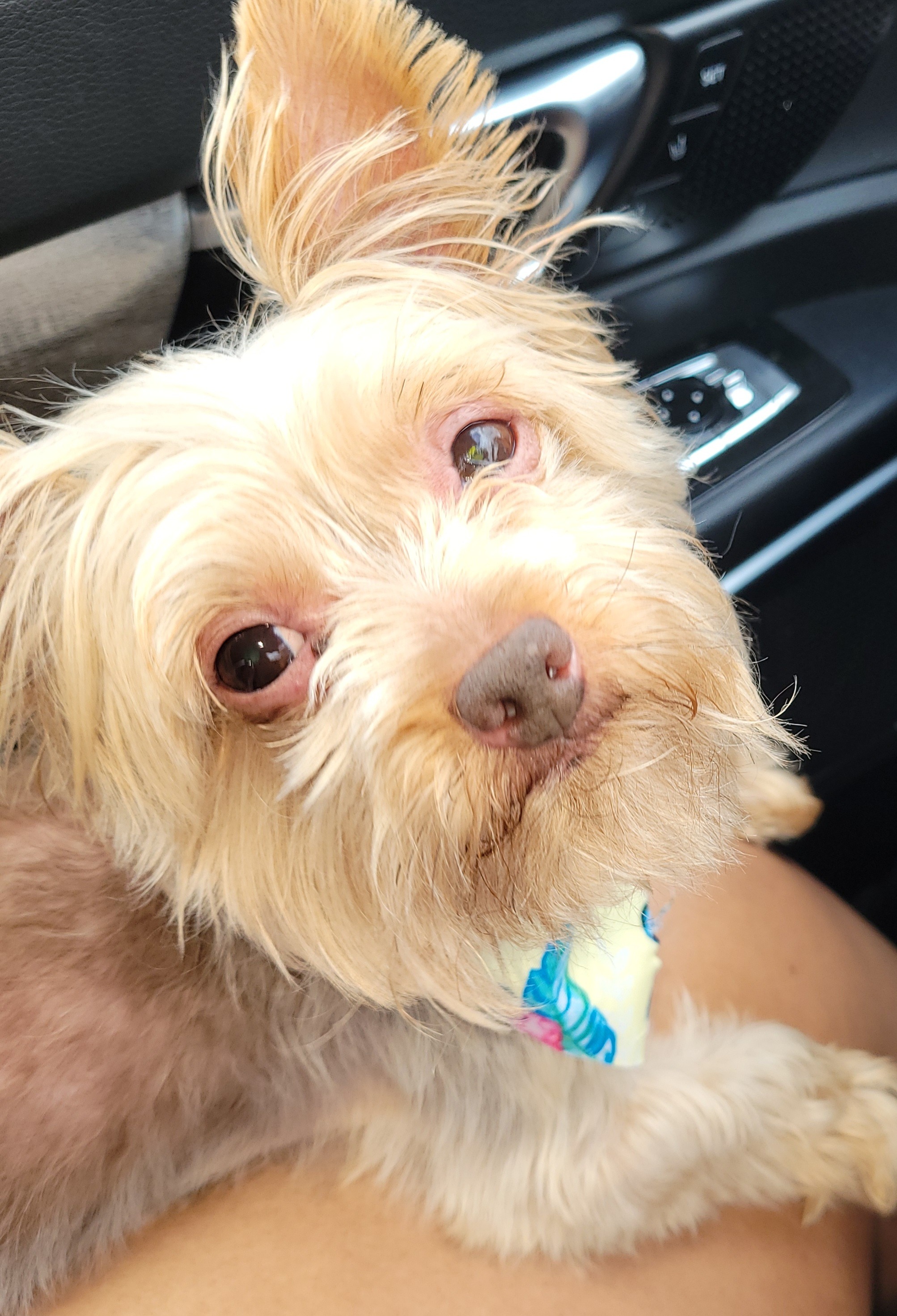Help Twix Get Urgent Dental Surgery campaign photo, 2 of 7