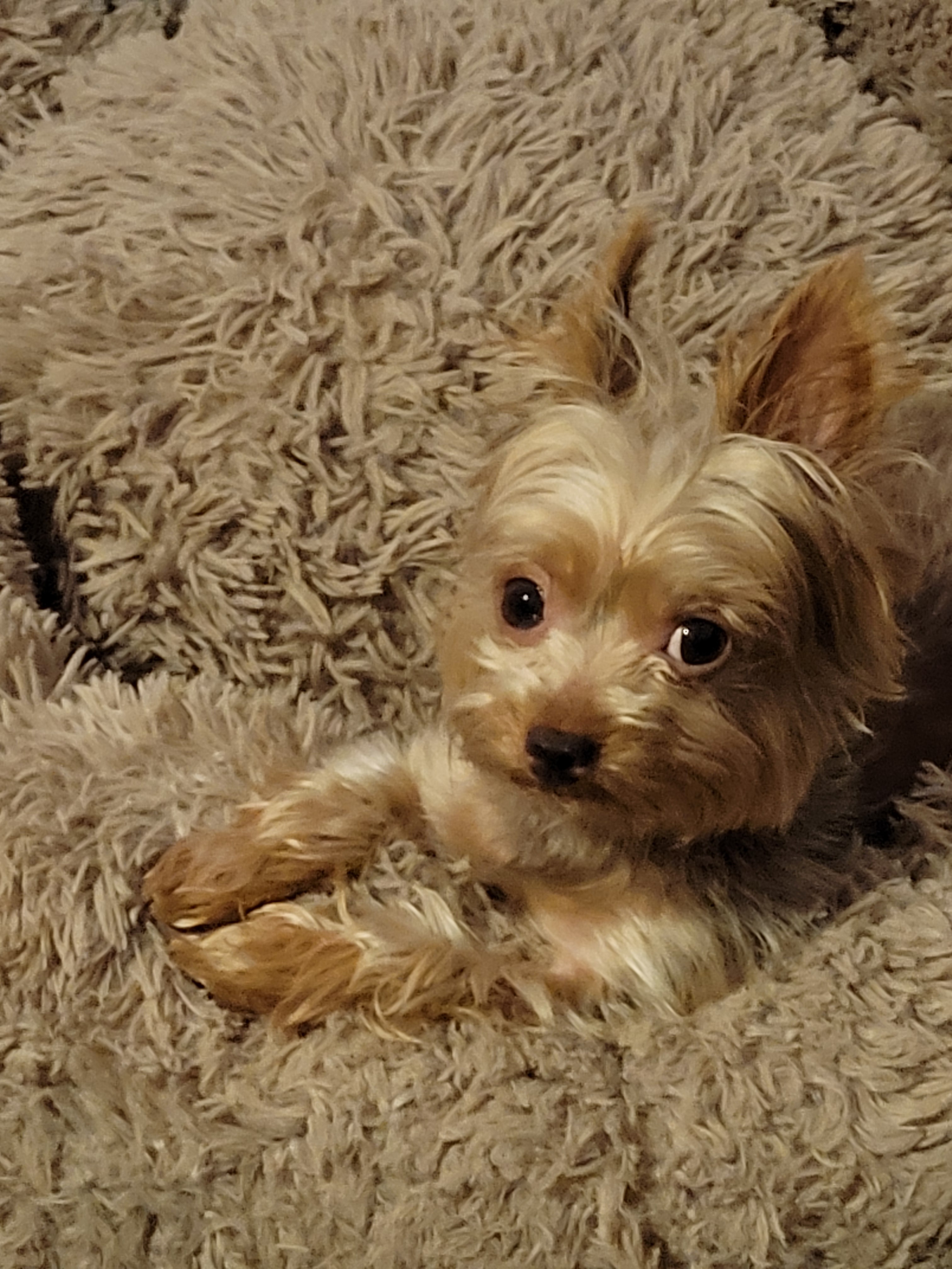 Help Twix Get Urgent Dental Surgery campaign photo, 4 of 7