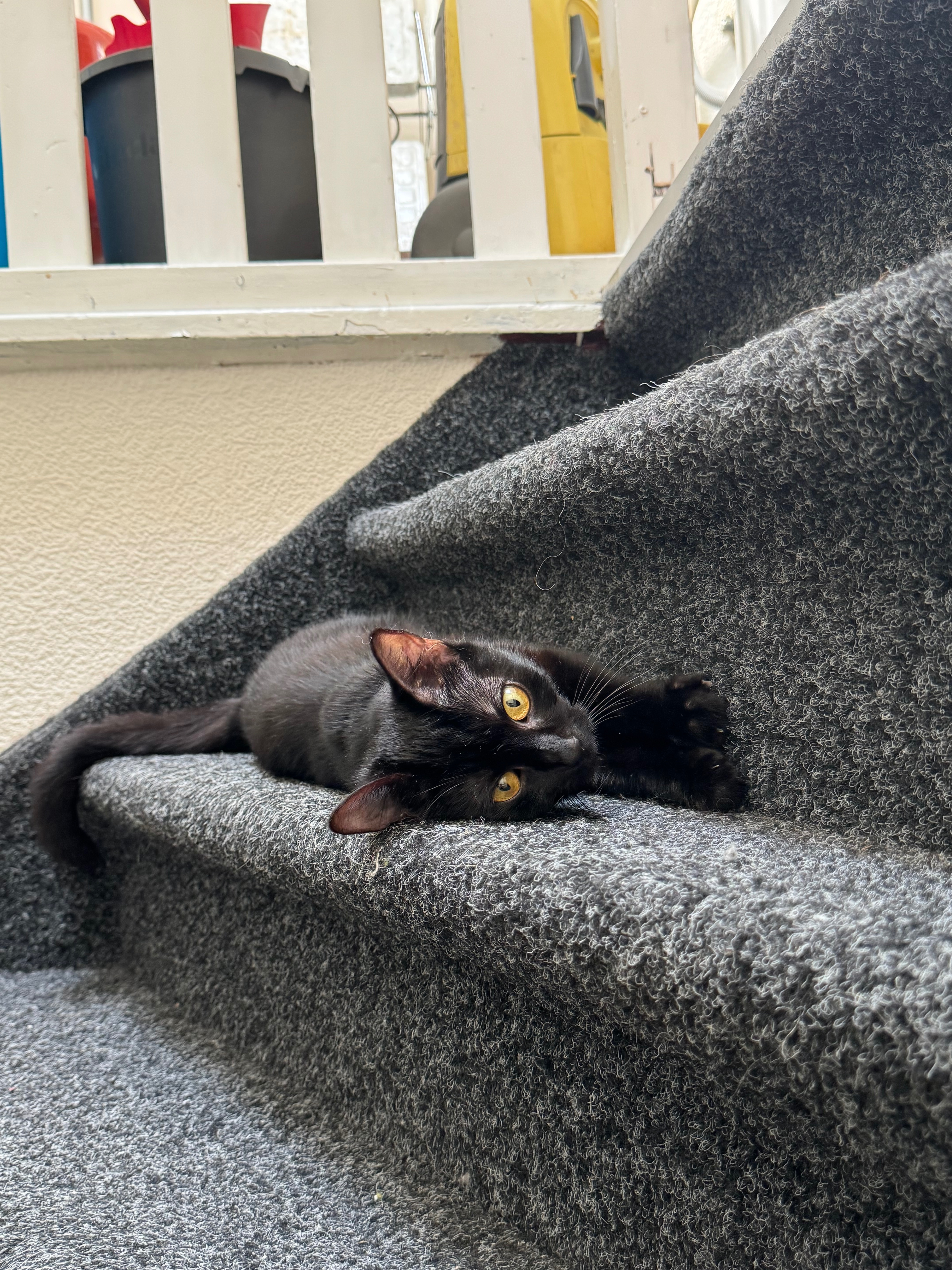 Help save our cats life! (Operation liver shunt) campaign photo, 2 of 4