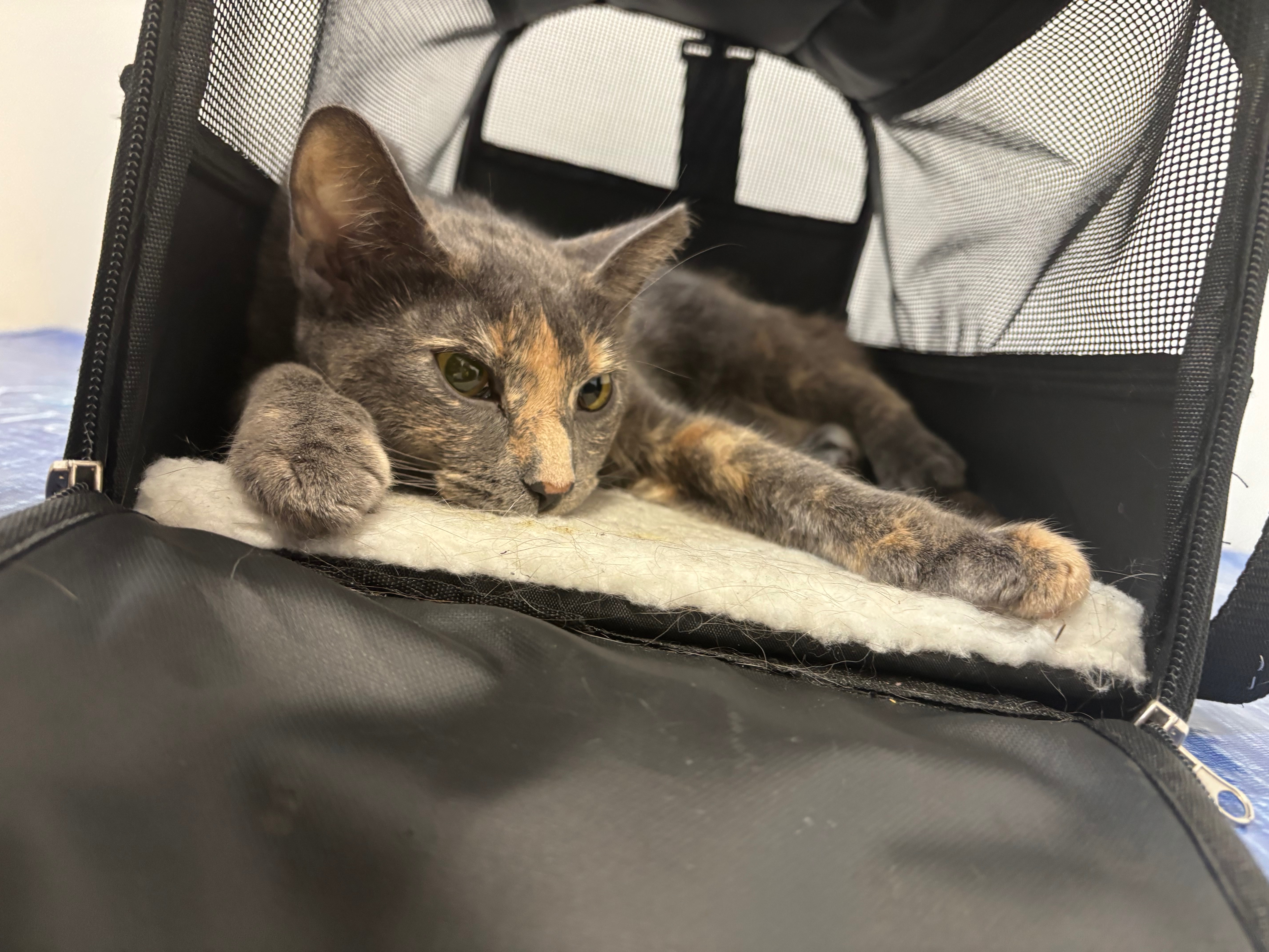 Cherry’s road to Recovery. campaign photo, 5 of 8