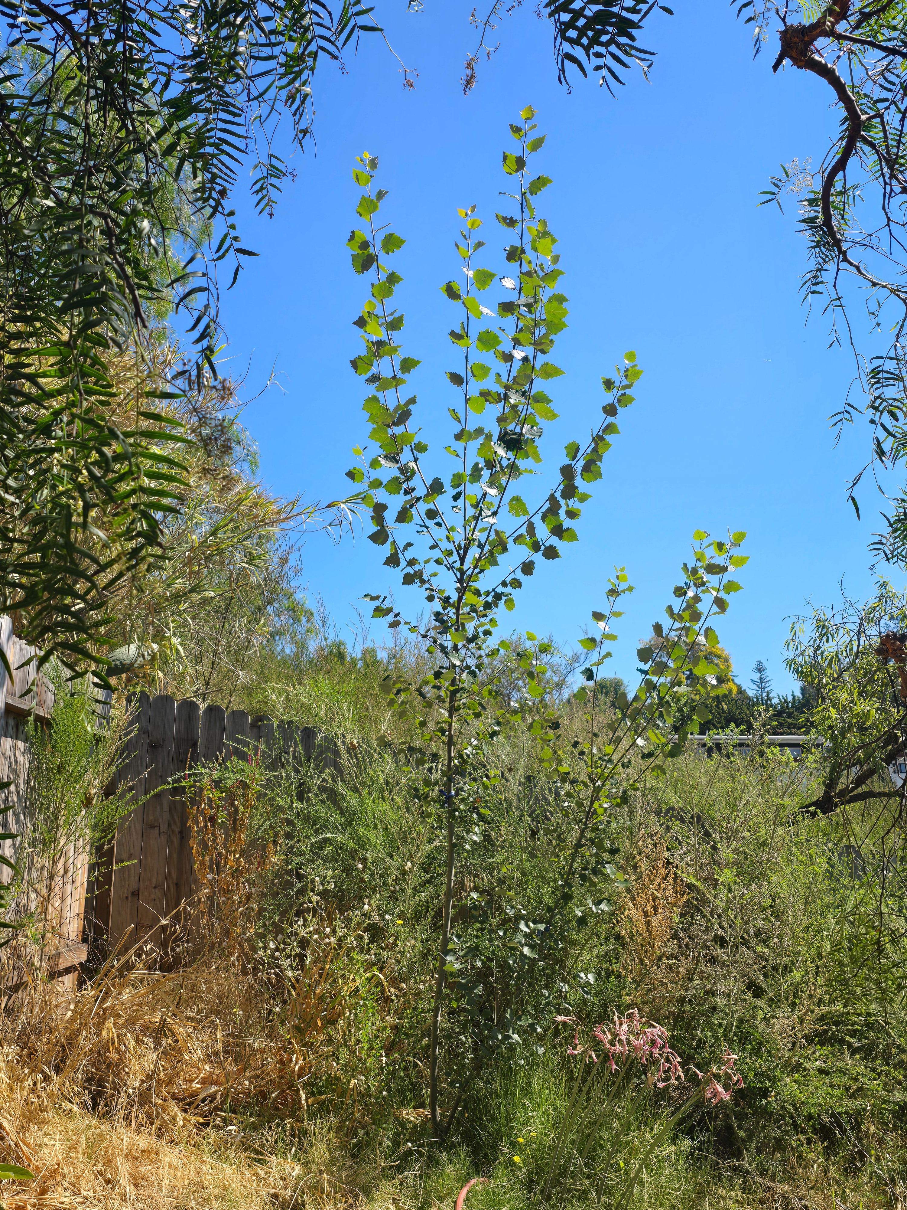 Help Carbocene Industries grow improved CO2 removal trees campaign photo, 7 of 8