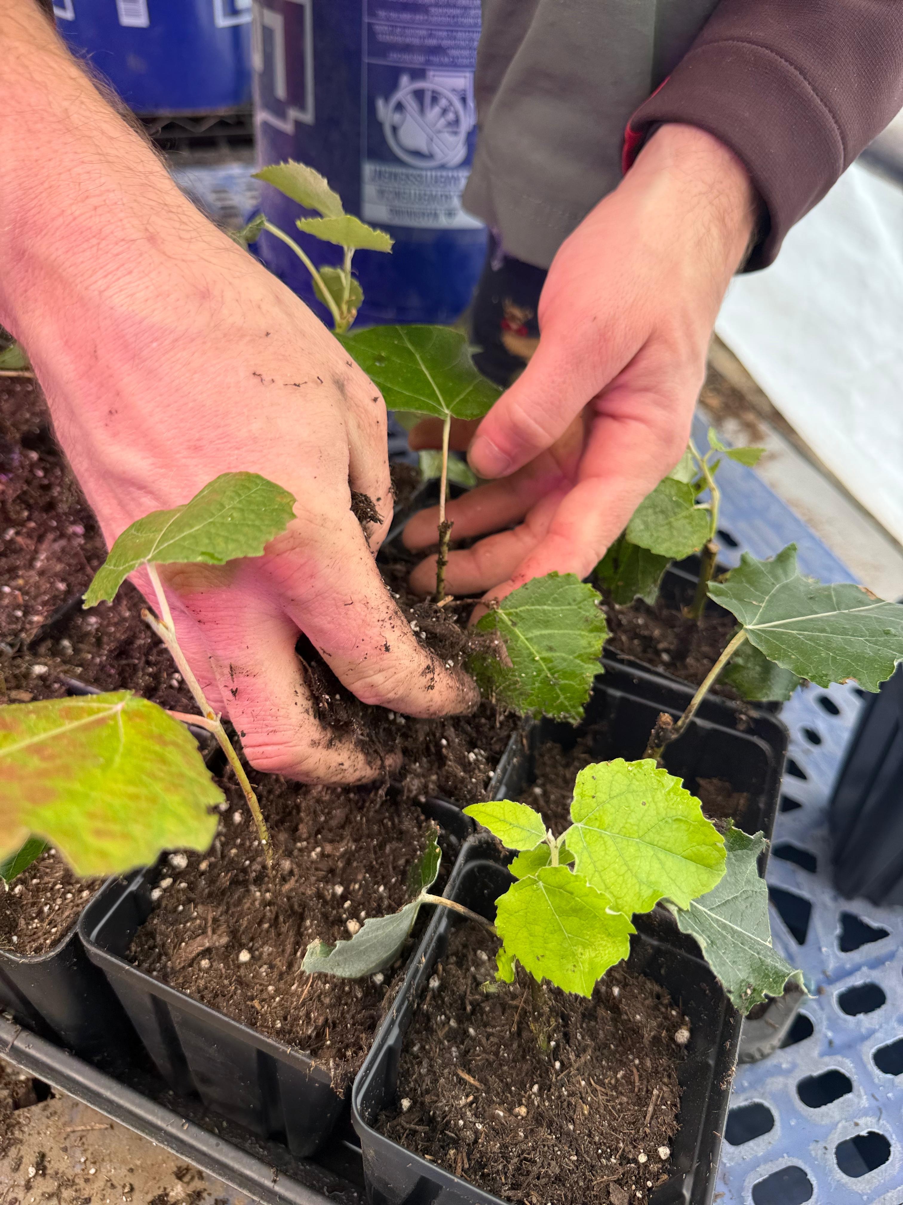 Help Carbocene Industries grow improved CO2 removal trees campaign photo, 5 of 8