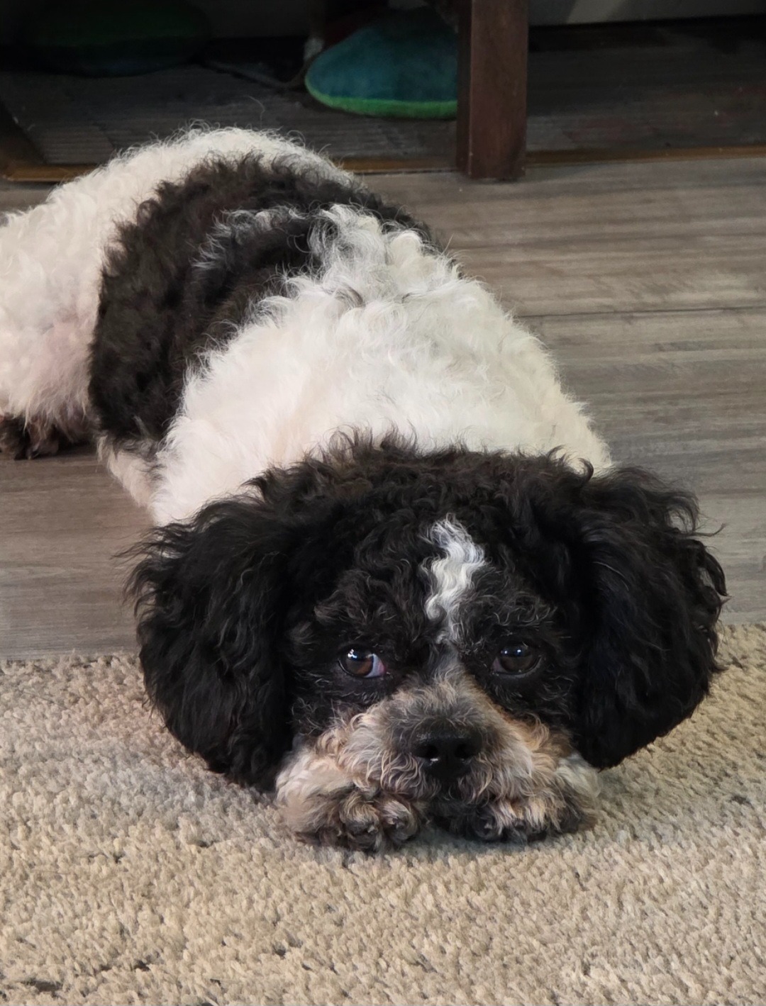 Little Timmy's prostate surgery, vet bills campaign photo, 7 of 8