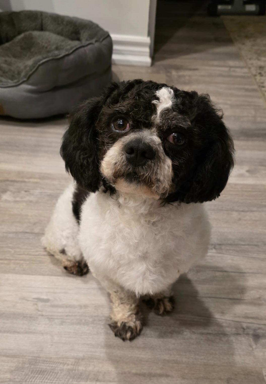 Little Timmy's prostate surgery, vet bills campaign photo, 2 of 8