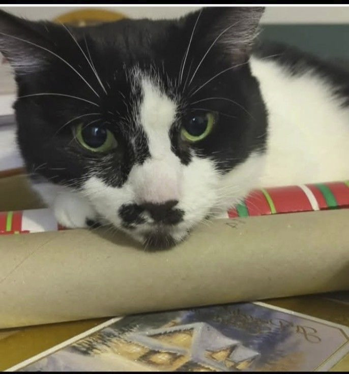 Help Janie with Maple’s Final Expenses campaign photo, 2 of 5