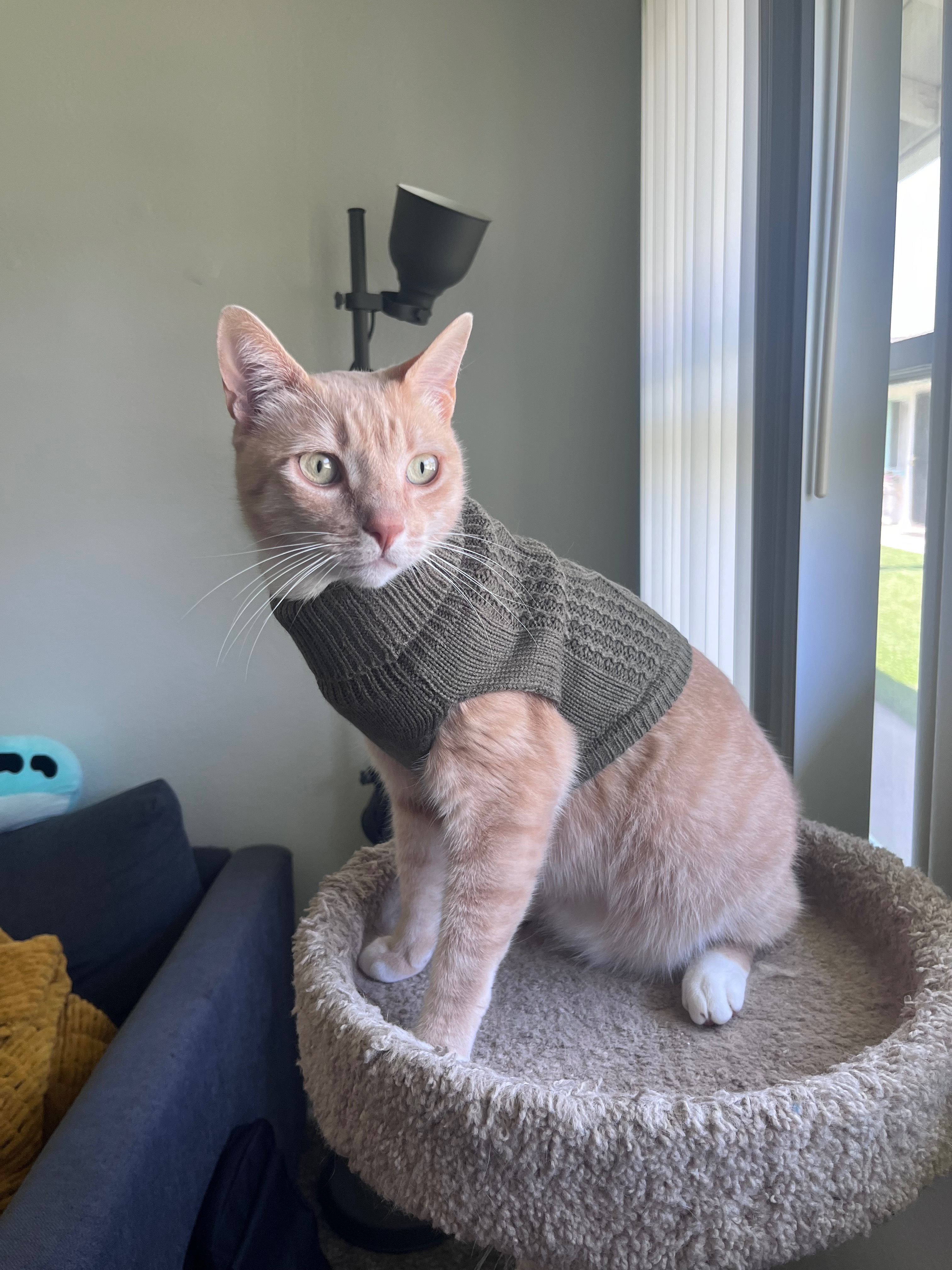 Support Rune's Emergency Vet Care campaign photo, 7 of 8
