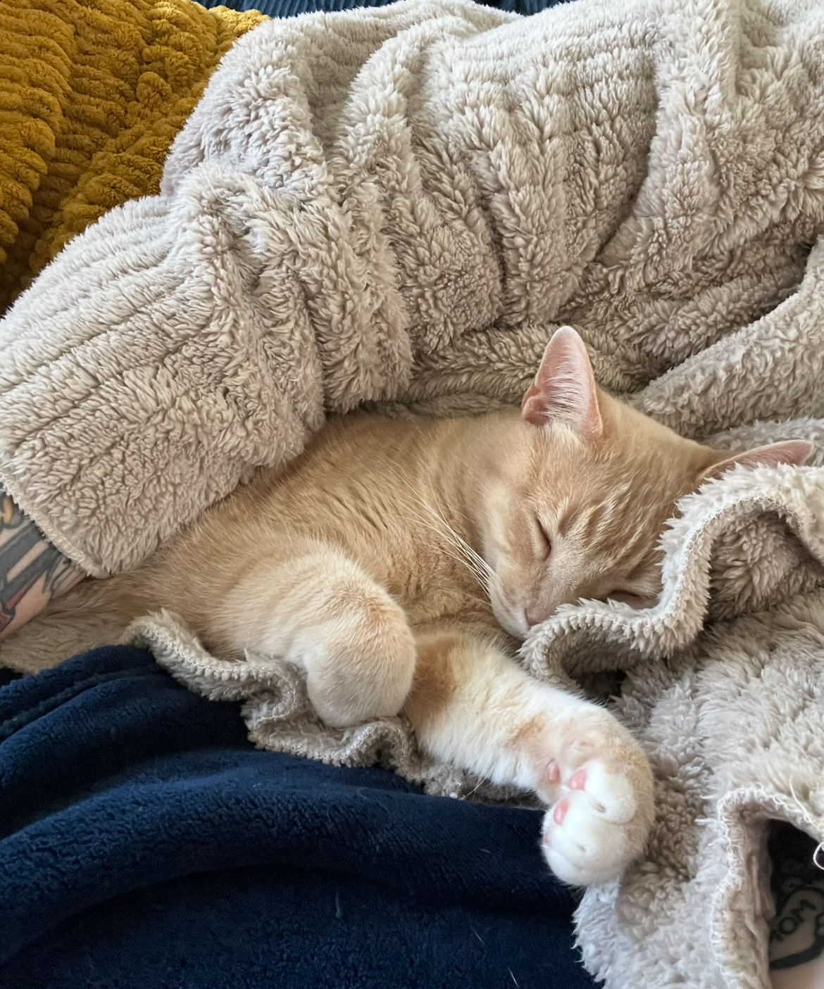 Support Rune's Emergency Vet Care campaign photo, 2 of 8