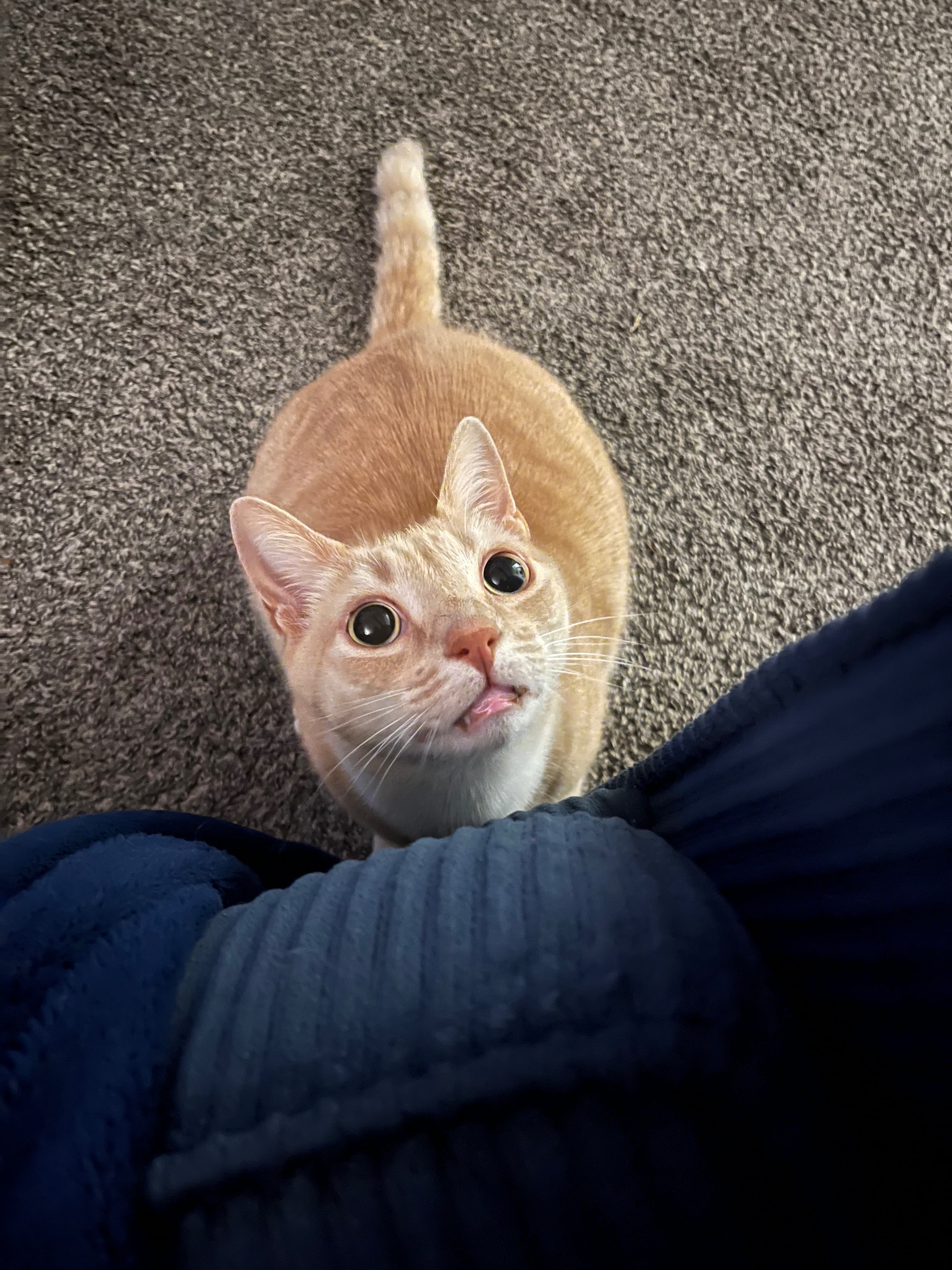 Support Rune's Emergency Vet Care campaign photo, 5 of 8