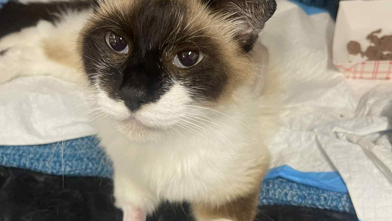 coco★cat Fundraiser for Melissa Viola by Donato Sangemino : Help Coco the