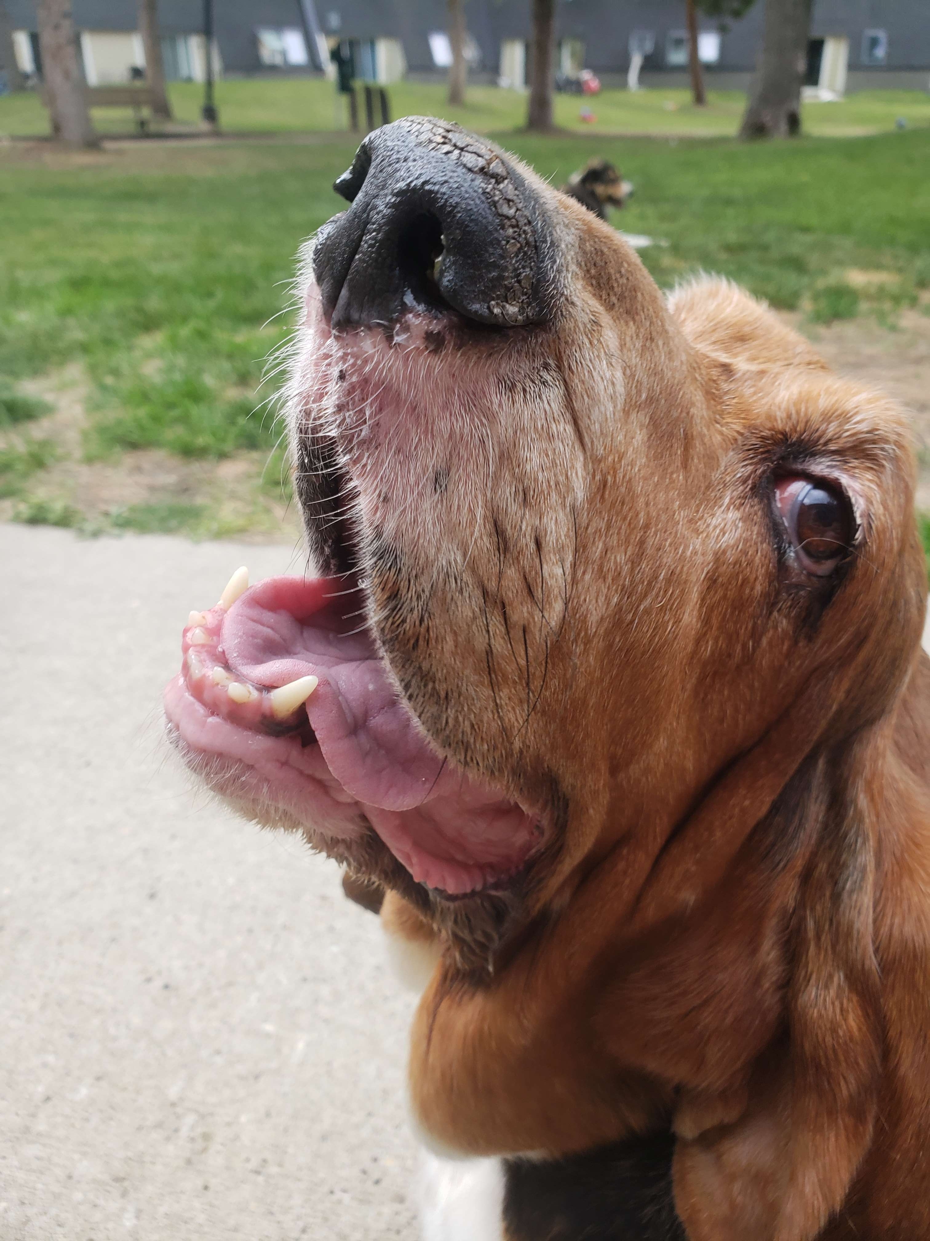 Emergency Dental Surgery for Sweet Chloe campaign photo, 7 of 8