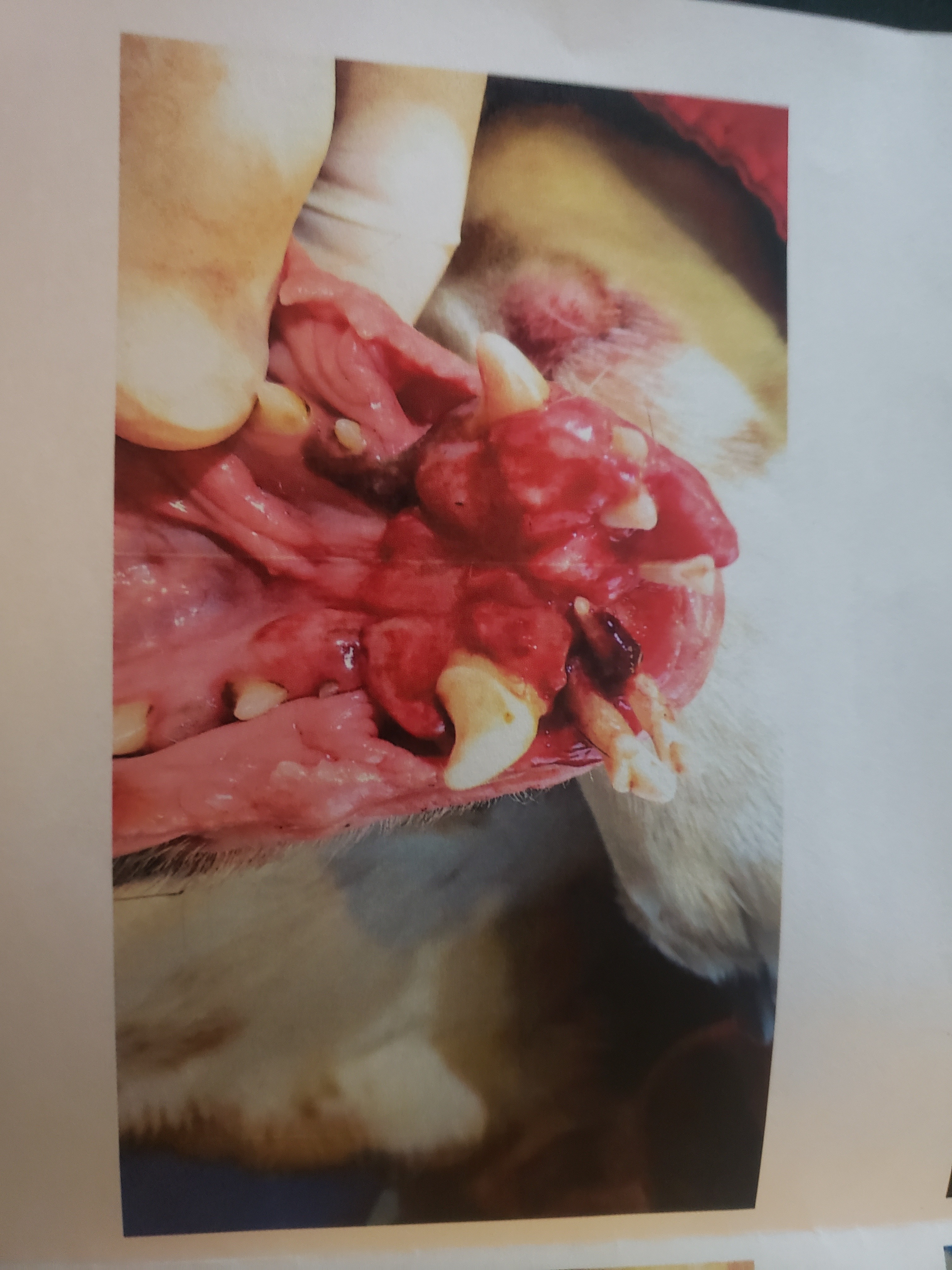Emergency Dental Surgery for Sweet Chloe campaign photo, 4 of 8