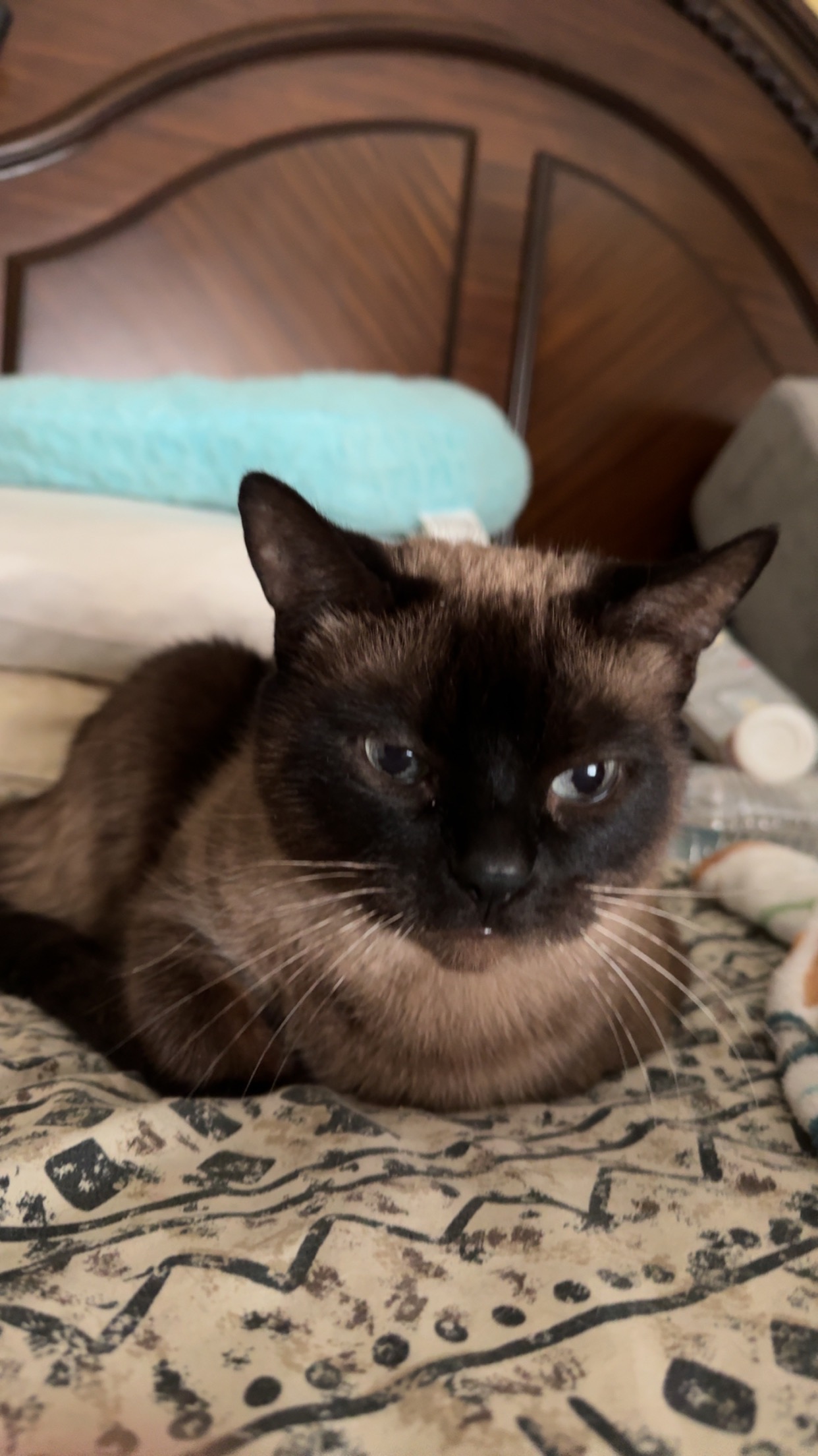 Ally Needs Us: Help Fund Her Vet Visits campaign photo, 5 of 6