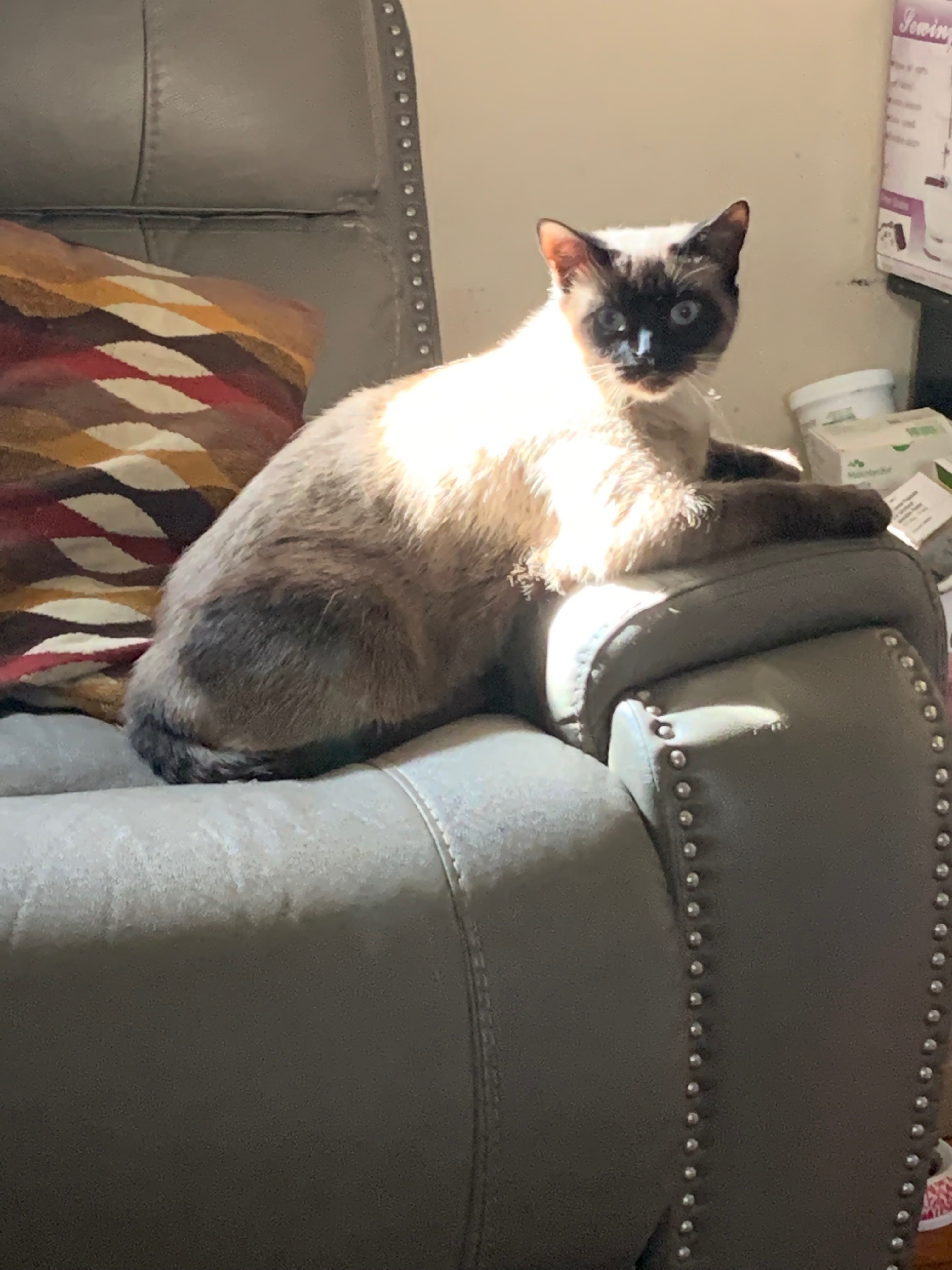 Ally Needs Us: Help Fund Her Vet Visits campaign photo, 2 of 6